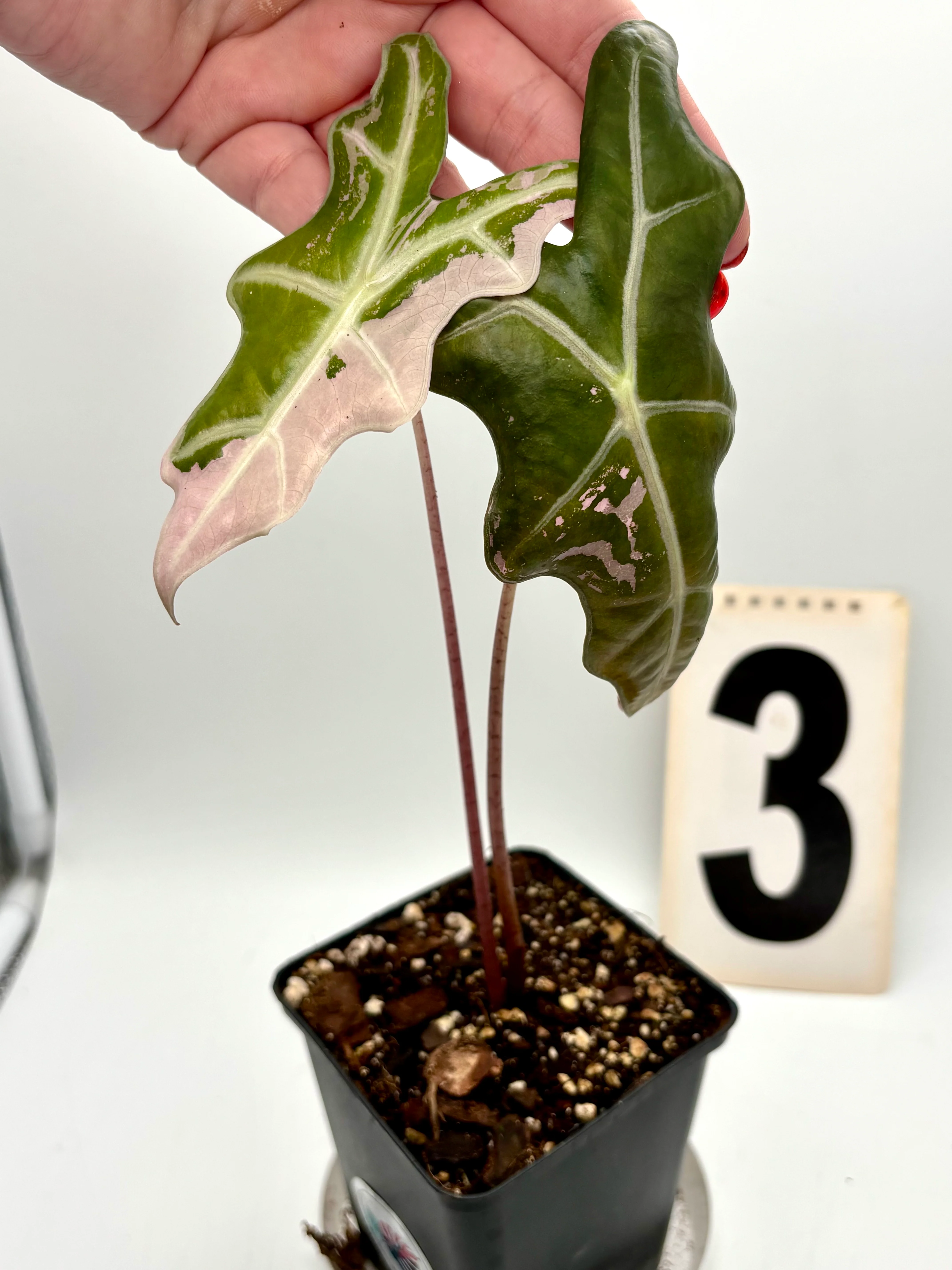 Alocasia Nobilis Variegata - Image 11