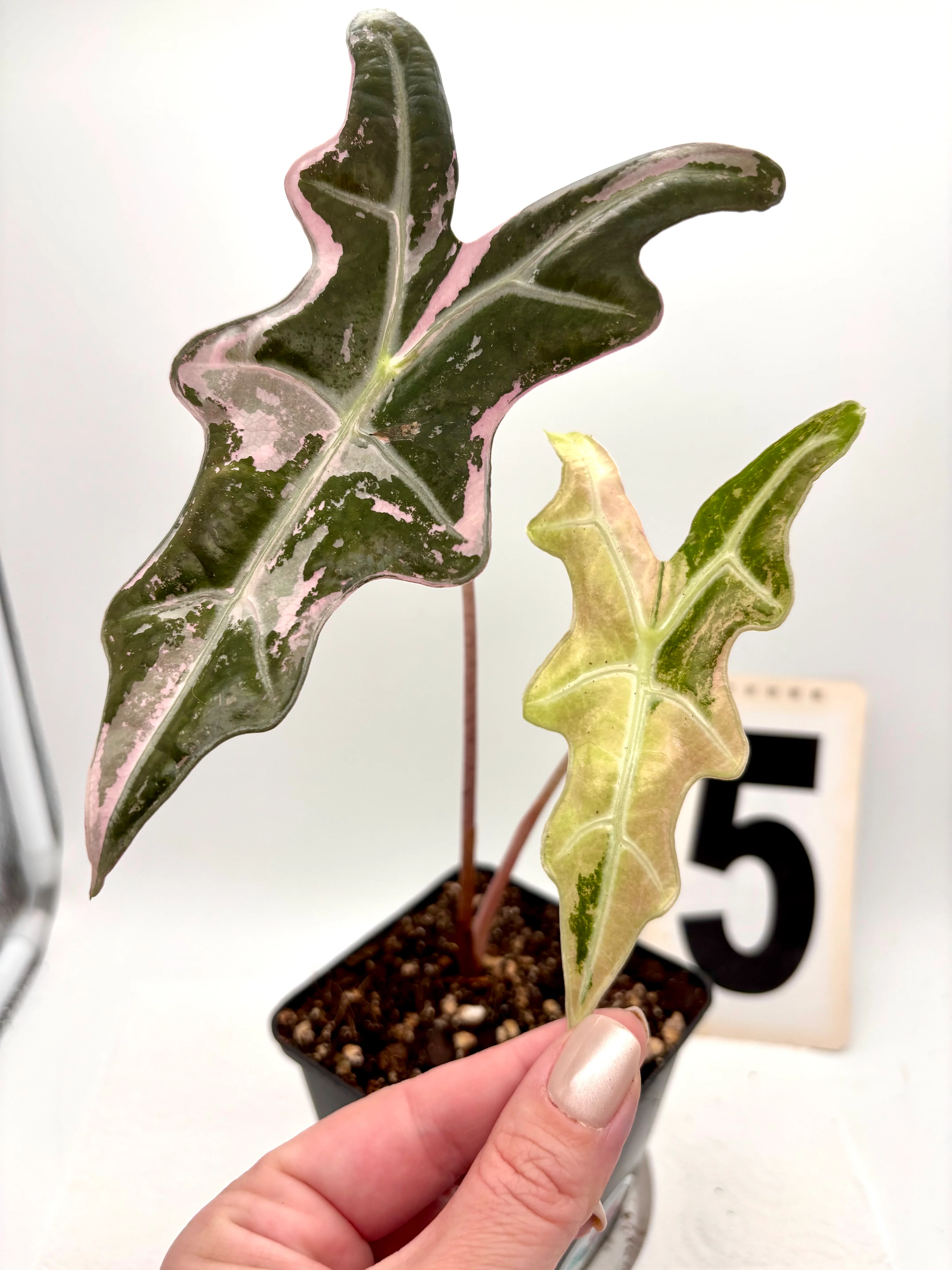 Alocasia Nobilis Variegata - Image 2