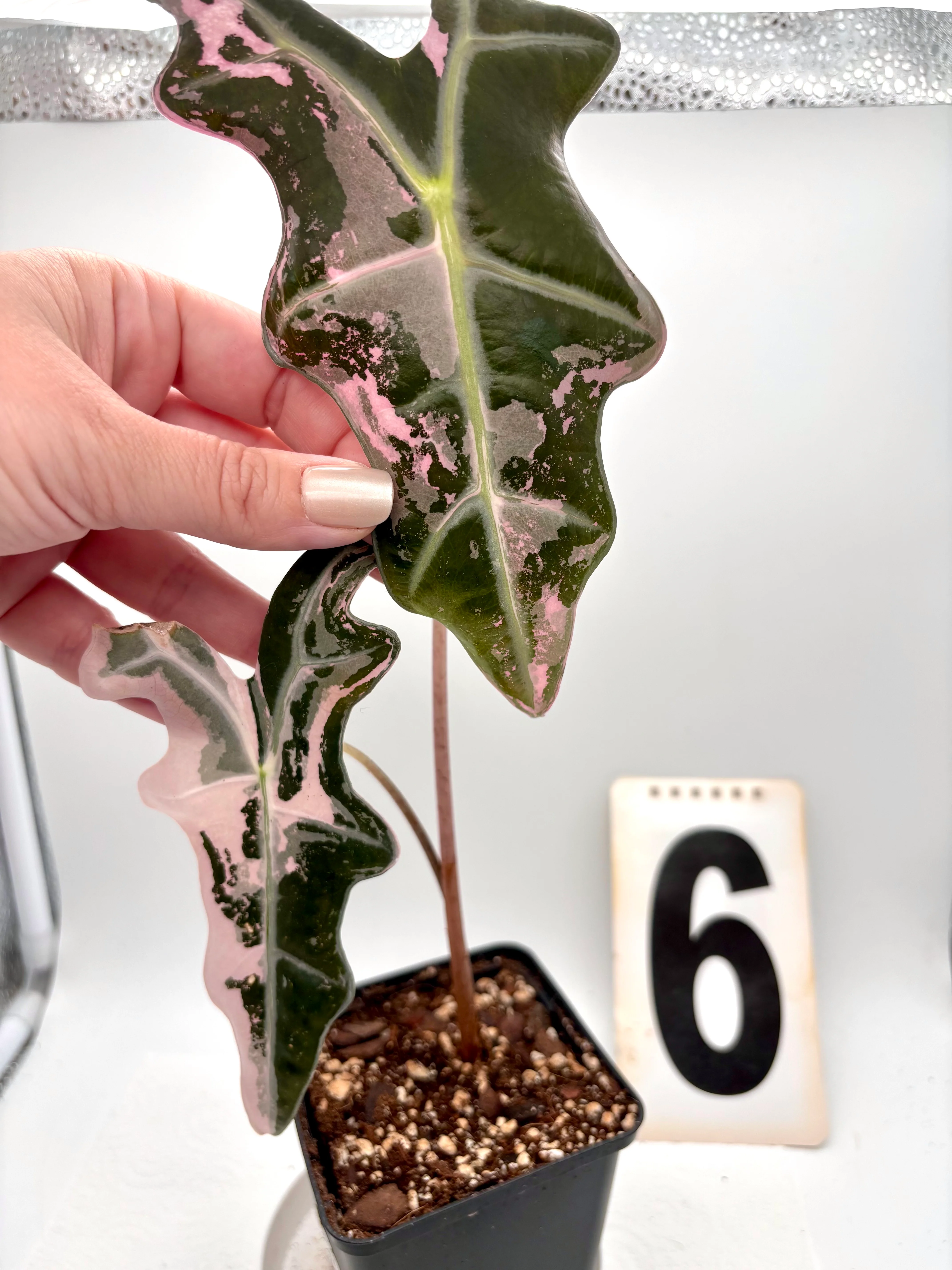 Alocasia Nobilis Variegata - Image 3