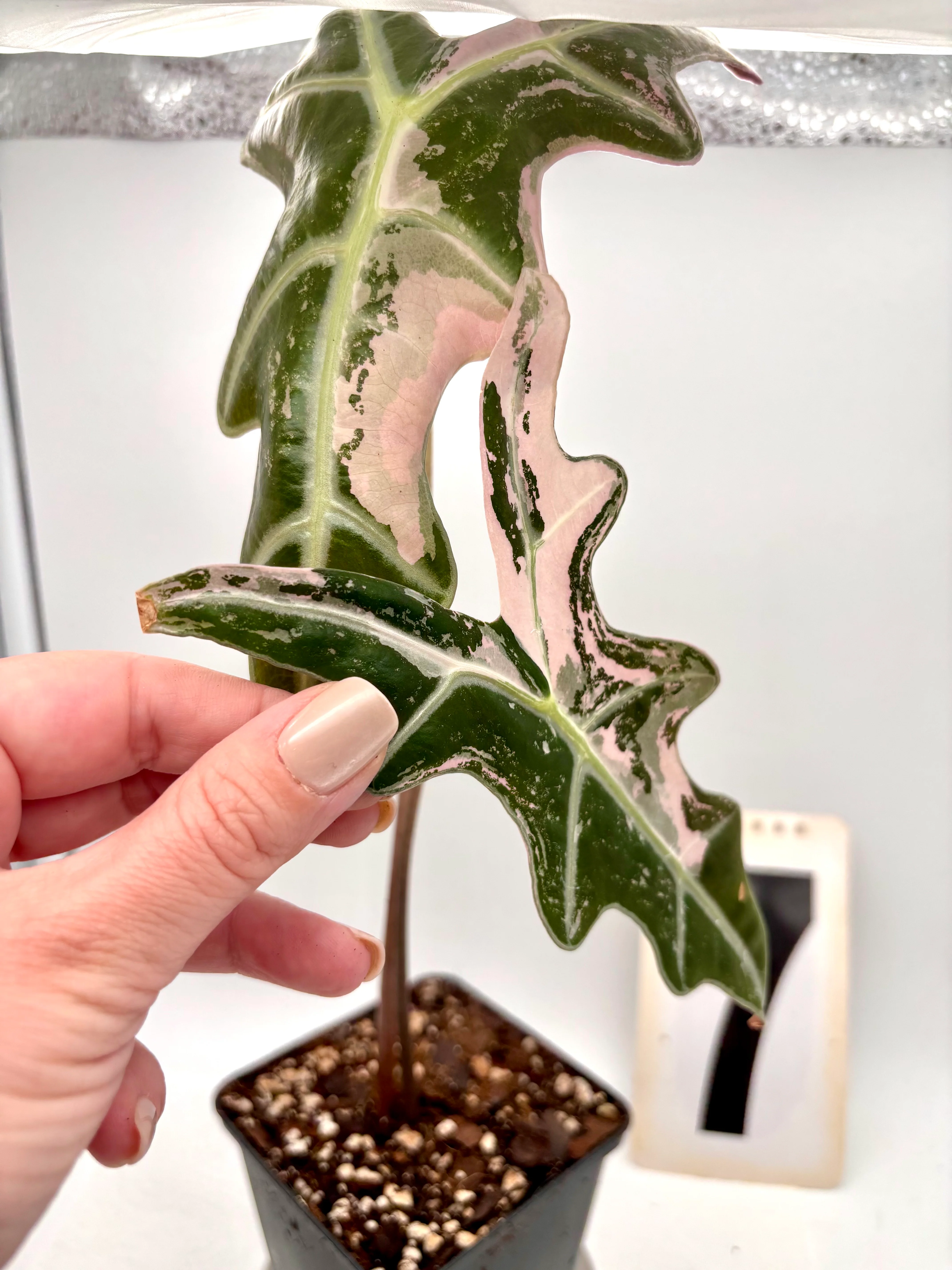 Alocasia Nobilis Variegata - Image 4