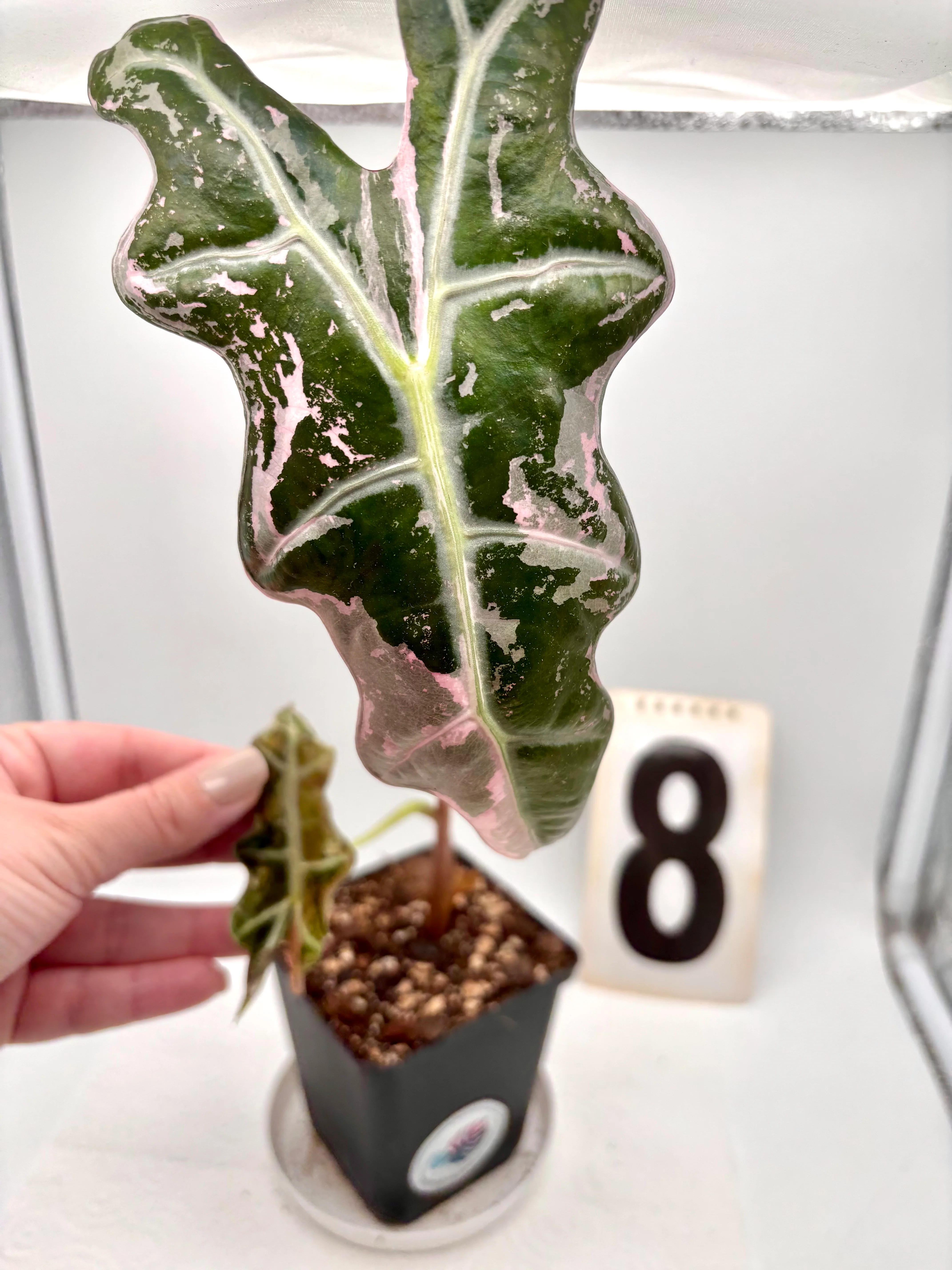 Alocasia Nobilis Variegata - Image 5