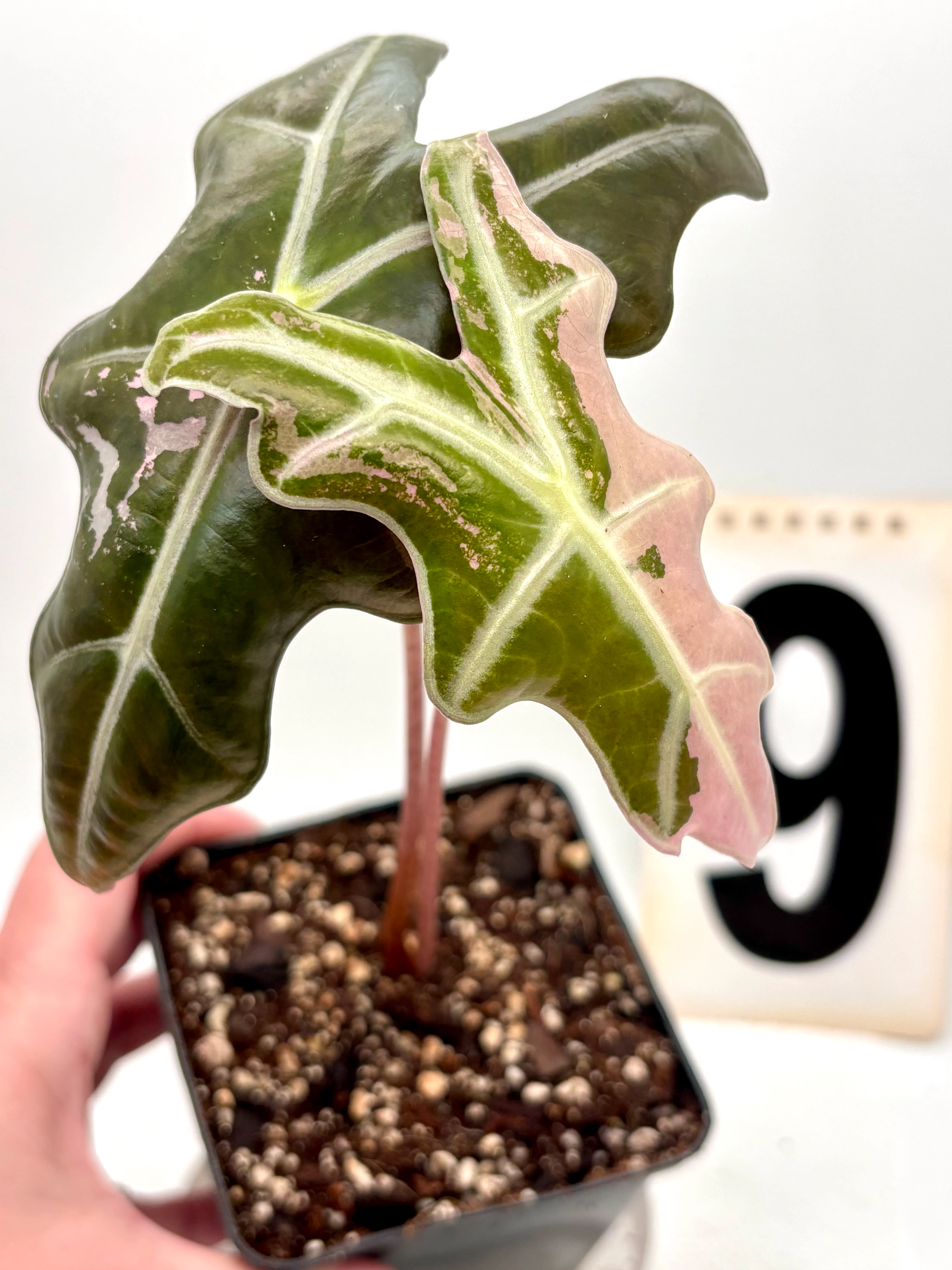 Alocasia Nobilis Variegata - Image 6