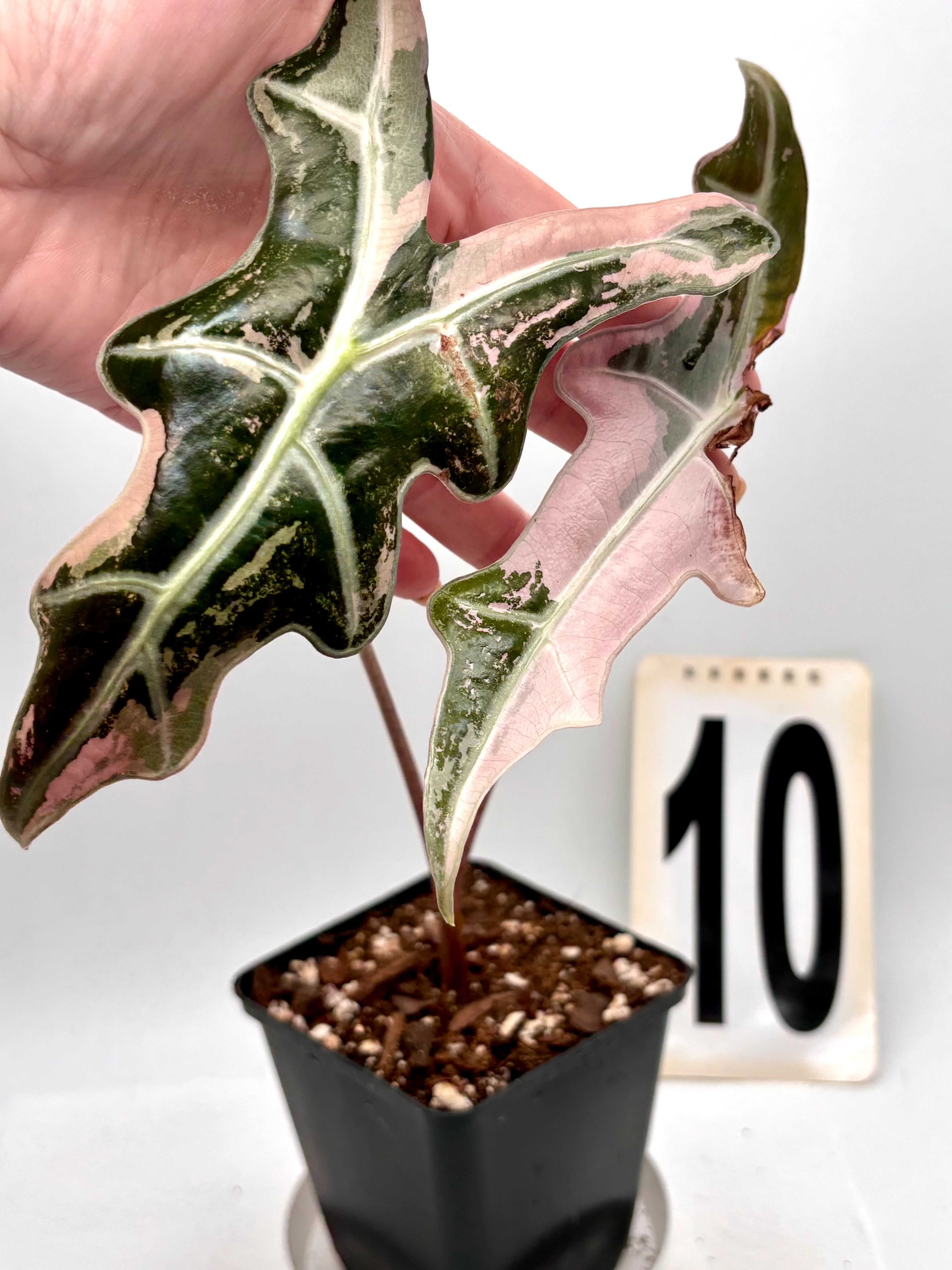 Alocasia Nobilis Variegata - Image 7