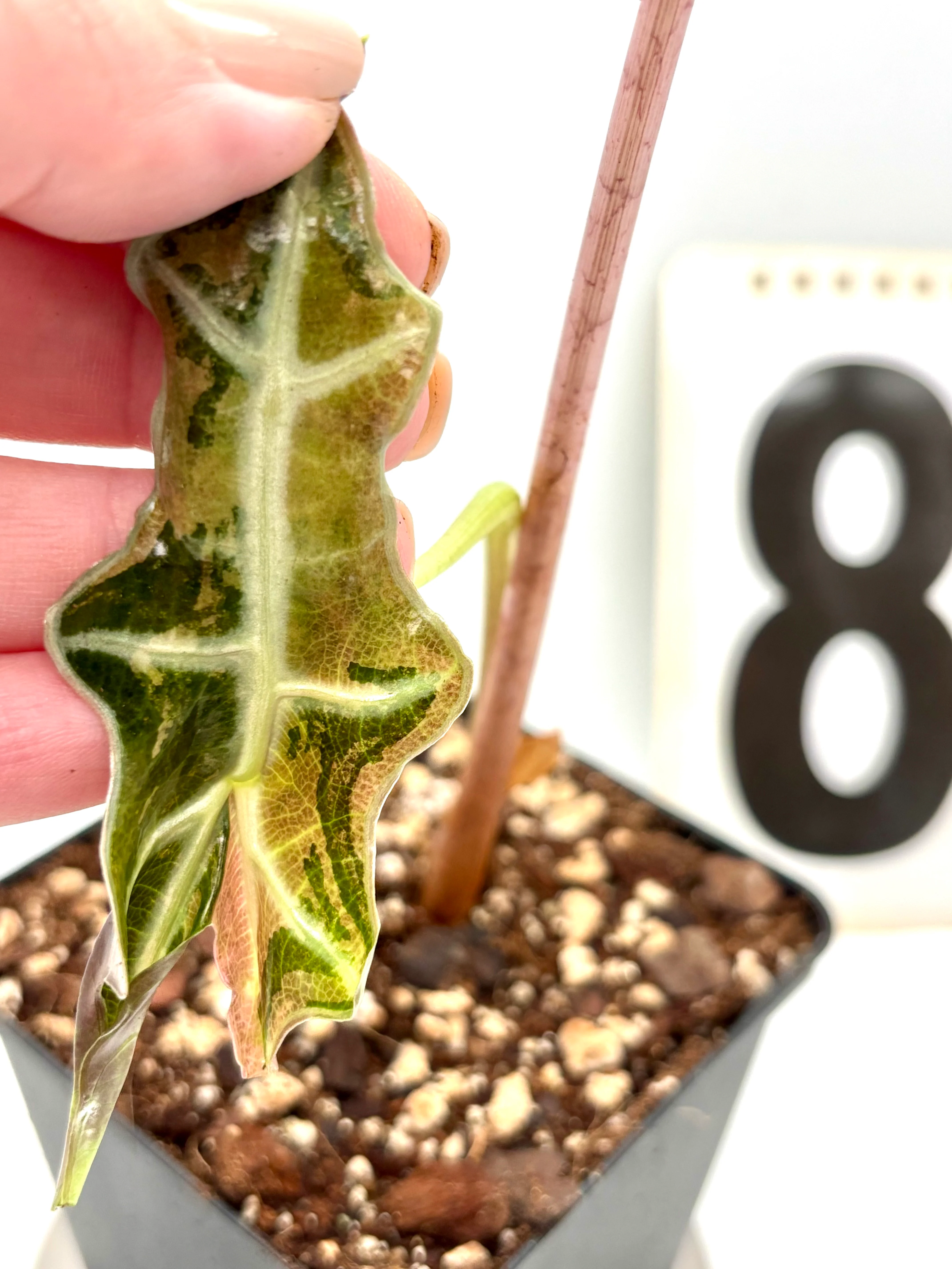 Alocasia Nobilis Variegata - Image 8