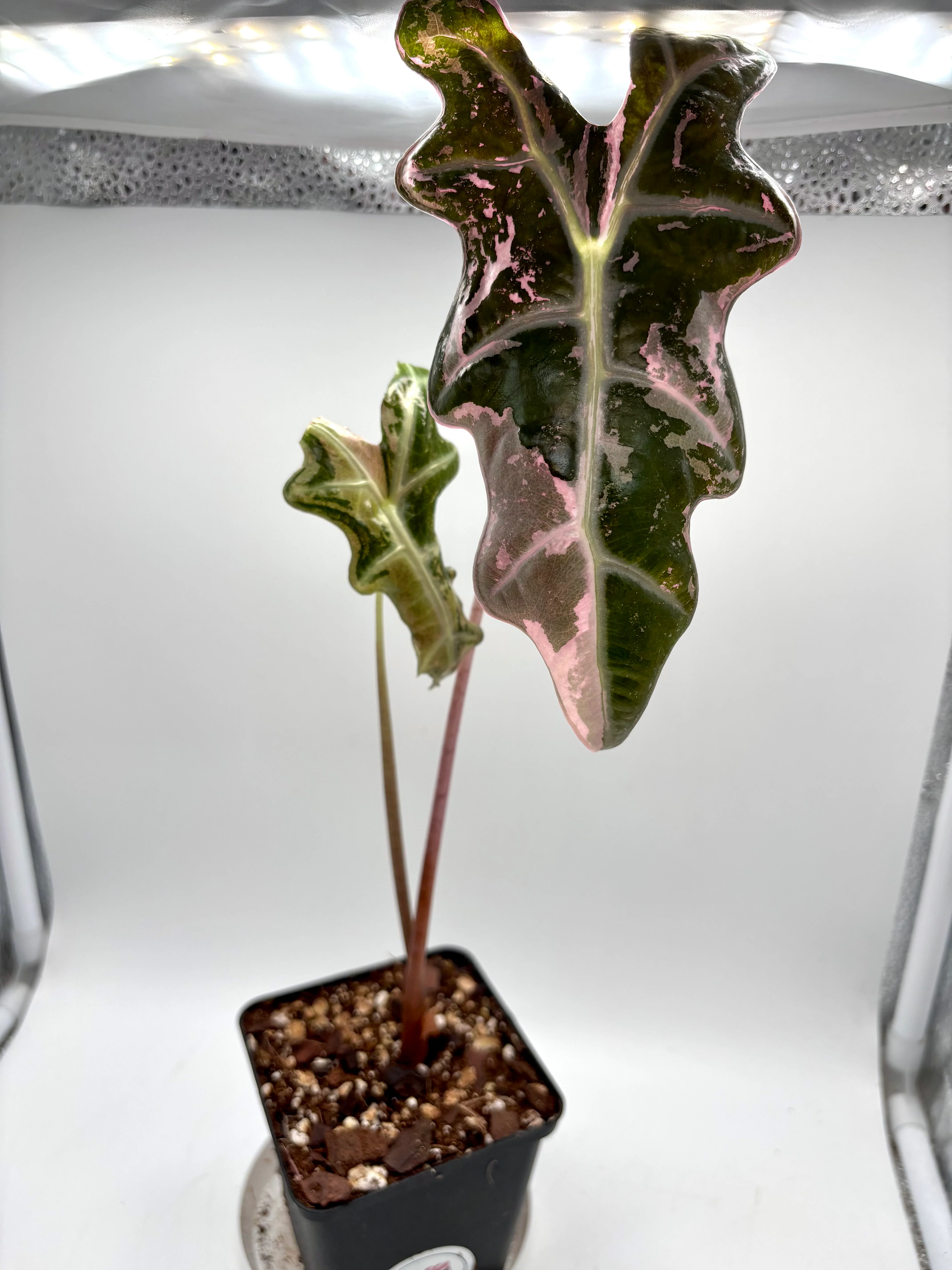 Alocasia Nobilis Variegata - Image 9