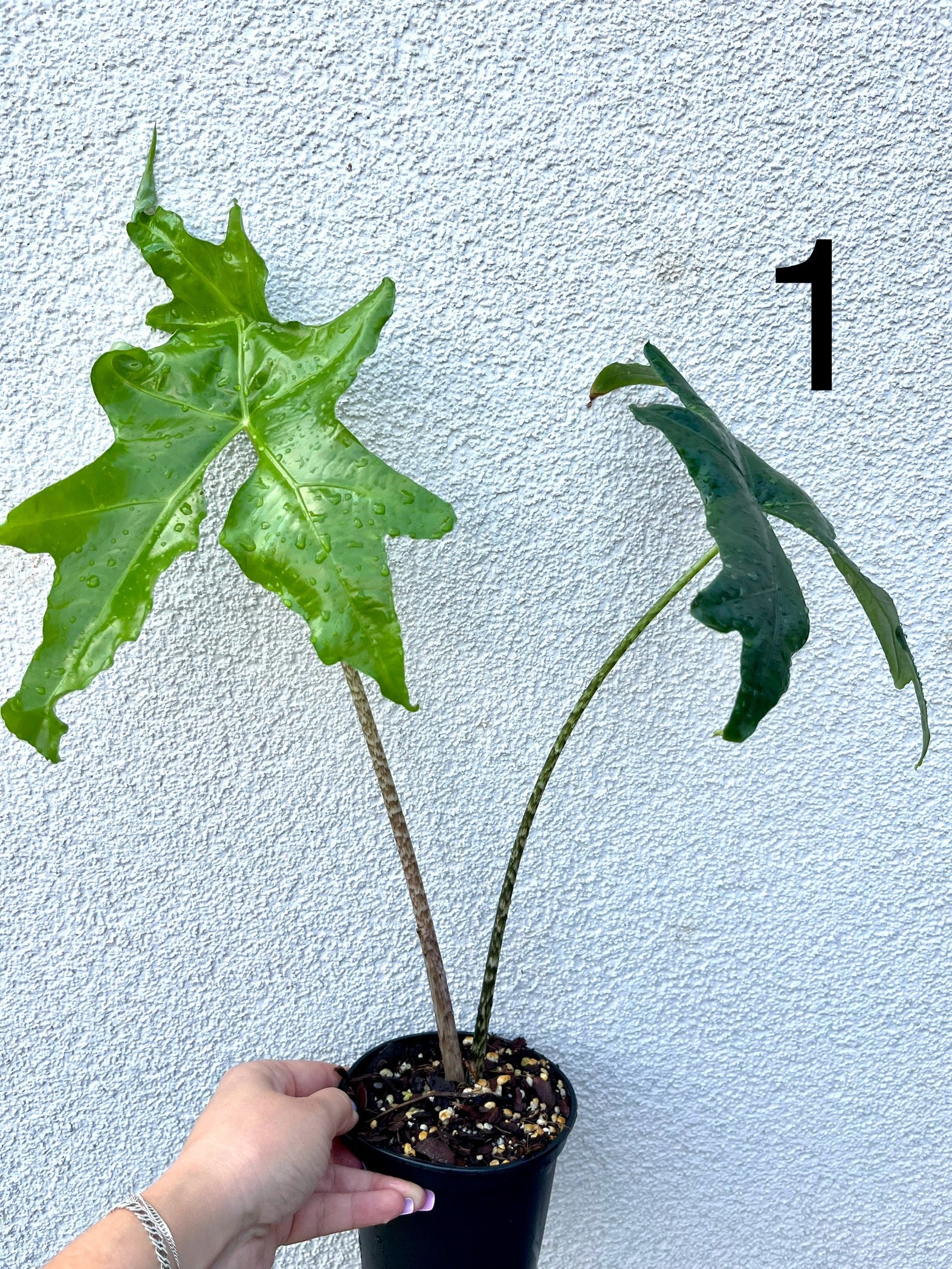 Alocasia Nycteris (Bat Wing) - Image 2