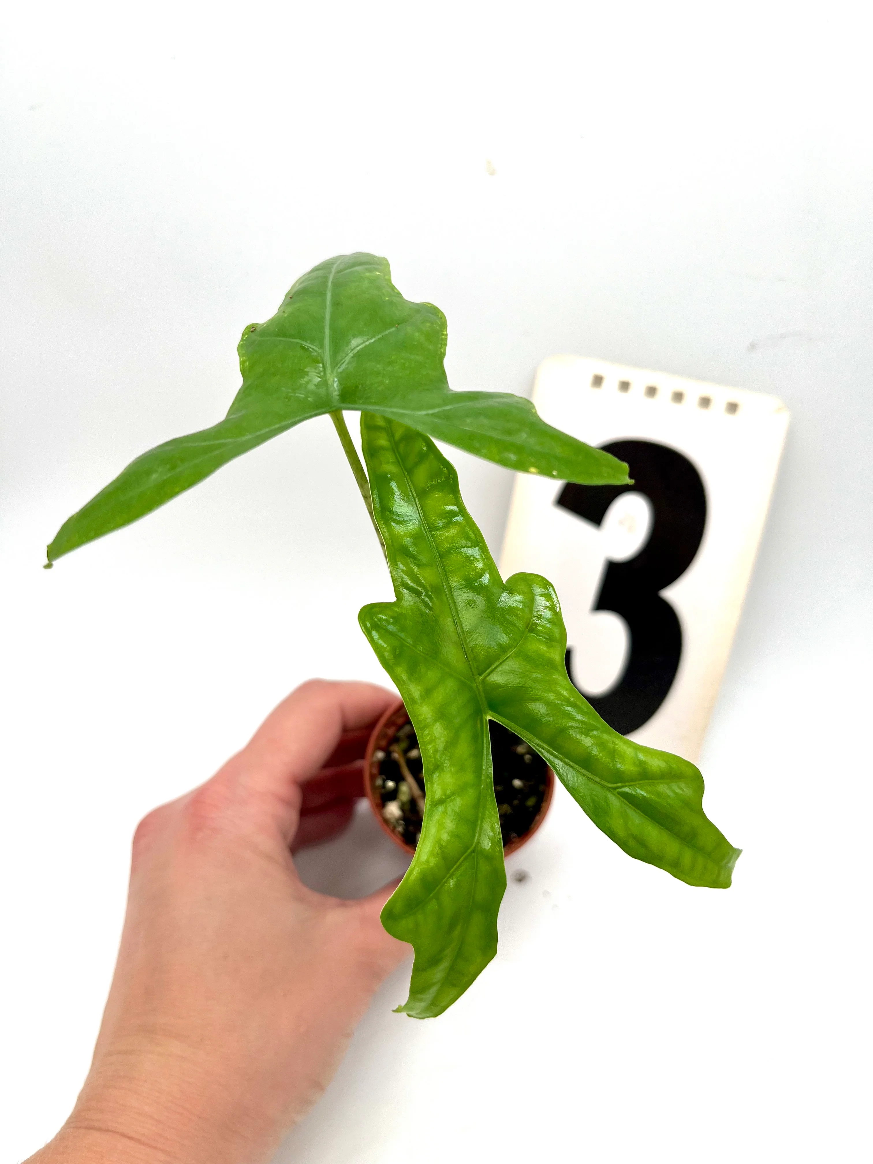 Alocasia Nycteris (Bat Wing) - Image 3