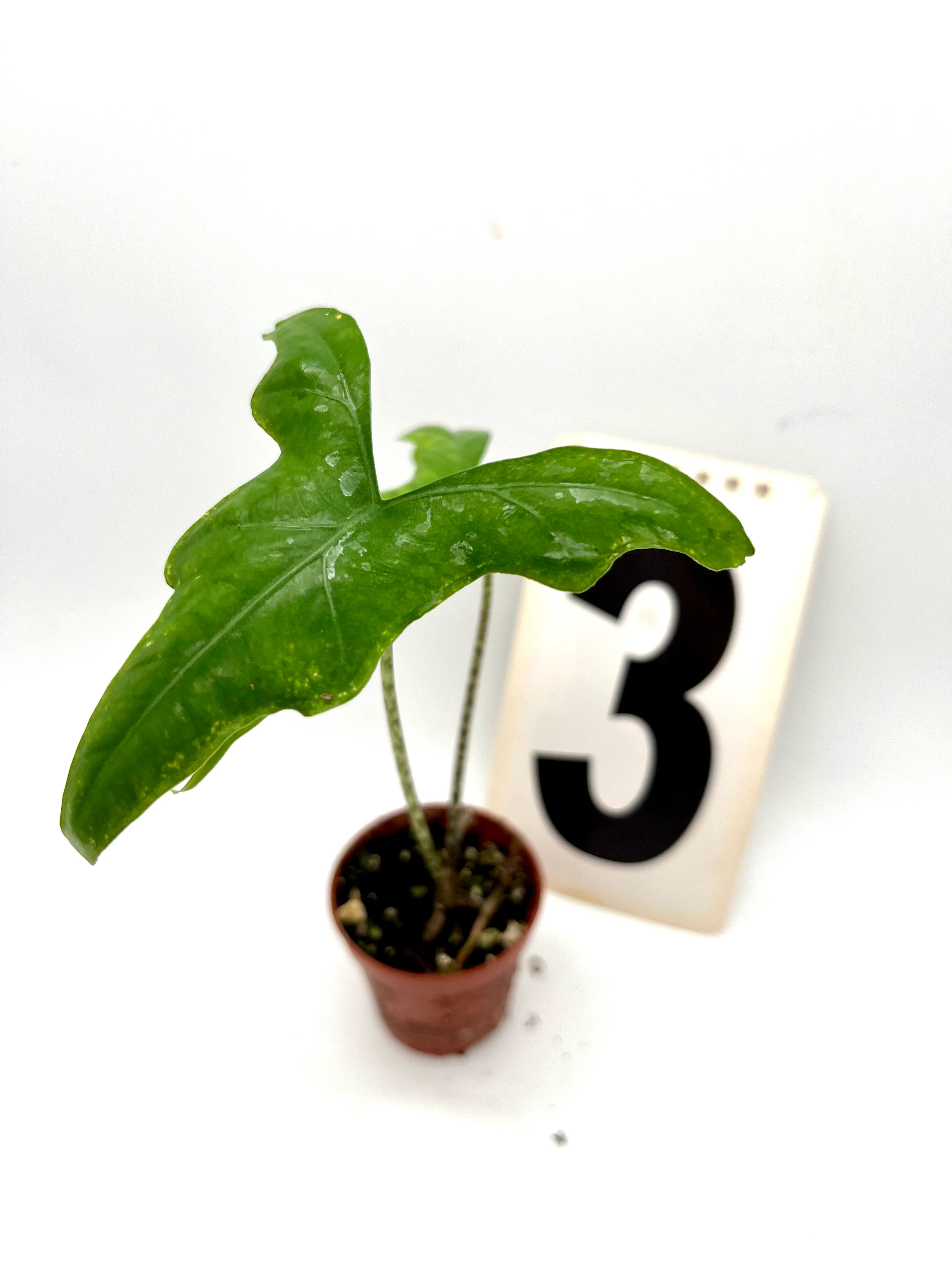 Alocasia Nycteris (Bat Wing) - Image 4