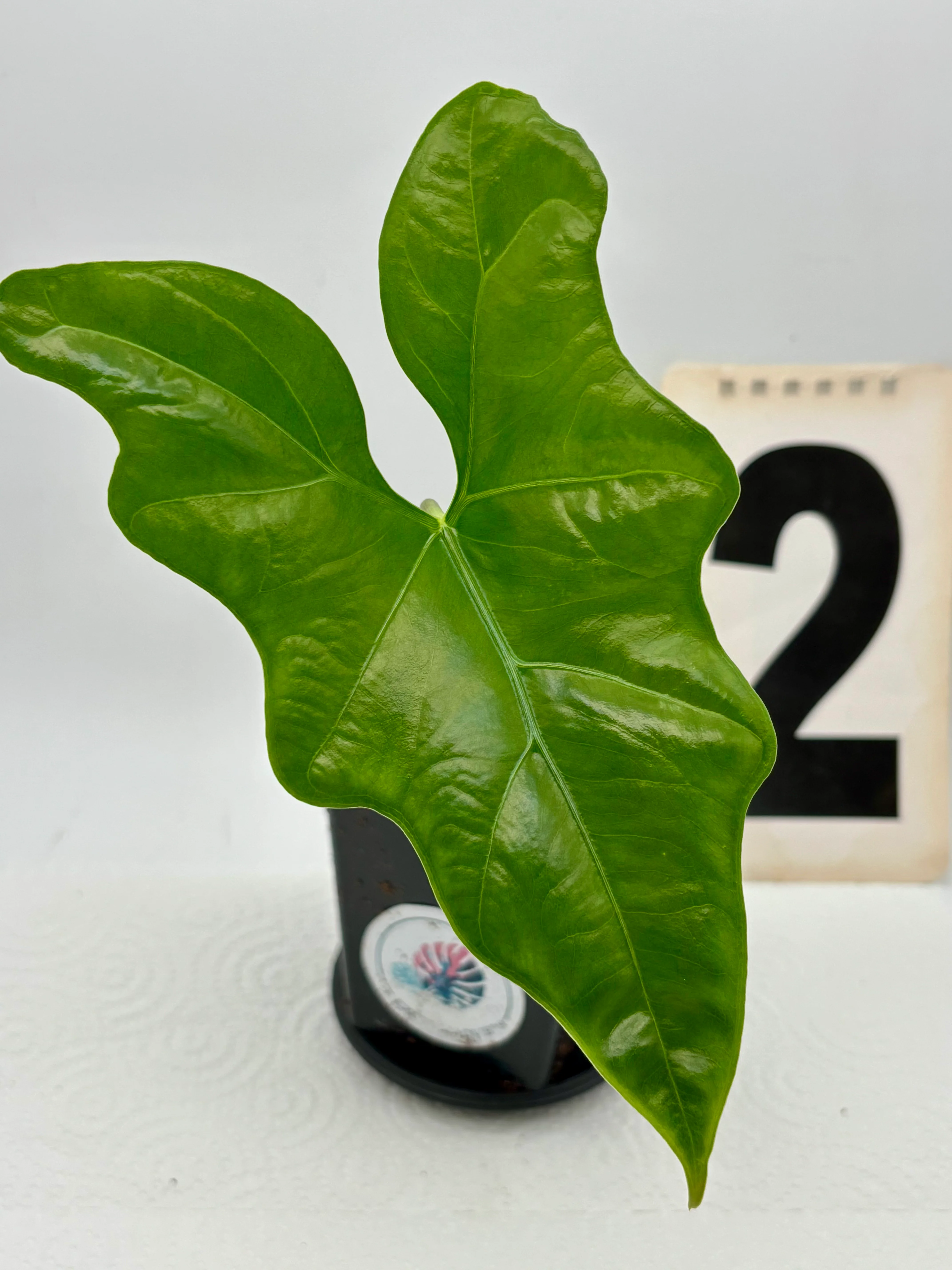 Alocasia Nycteris (Bat Wing) - Image 5
