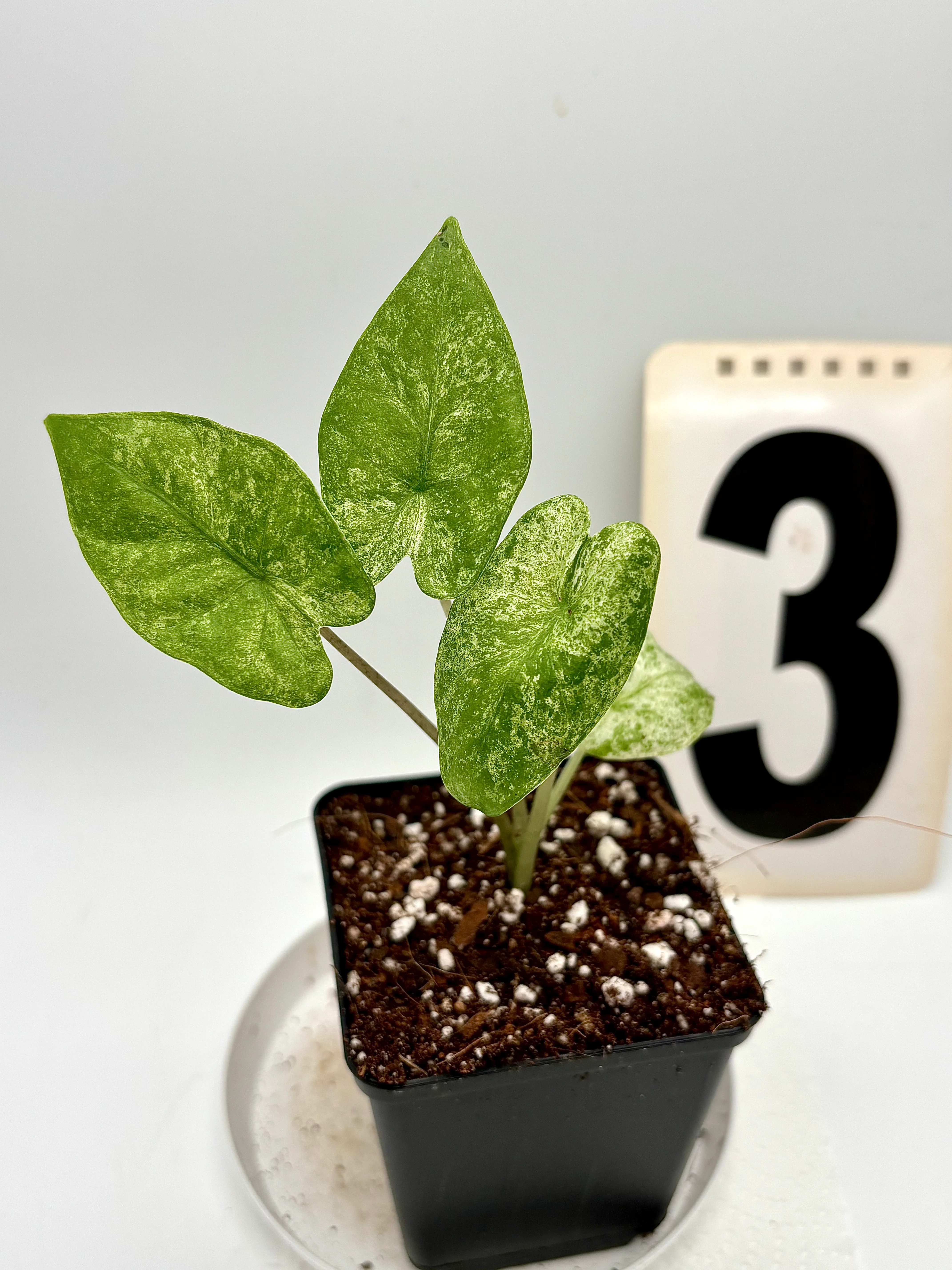 Alocasia Odora Batik - Image 3