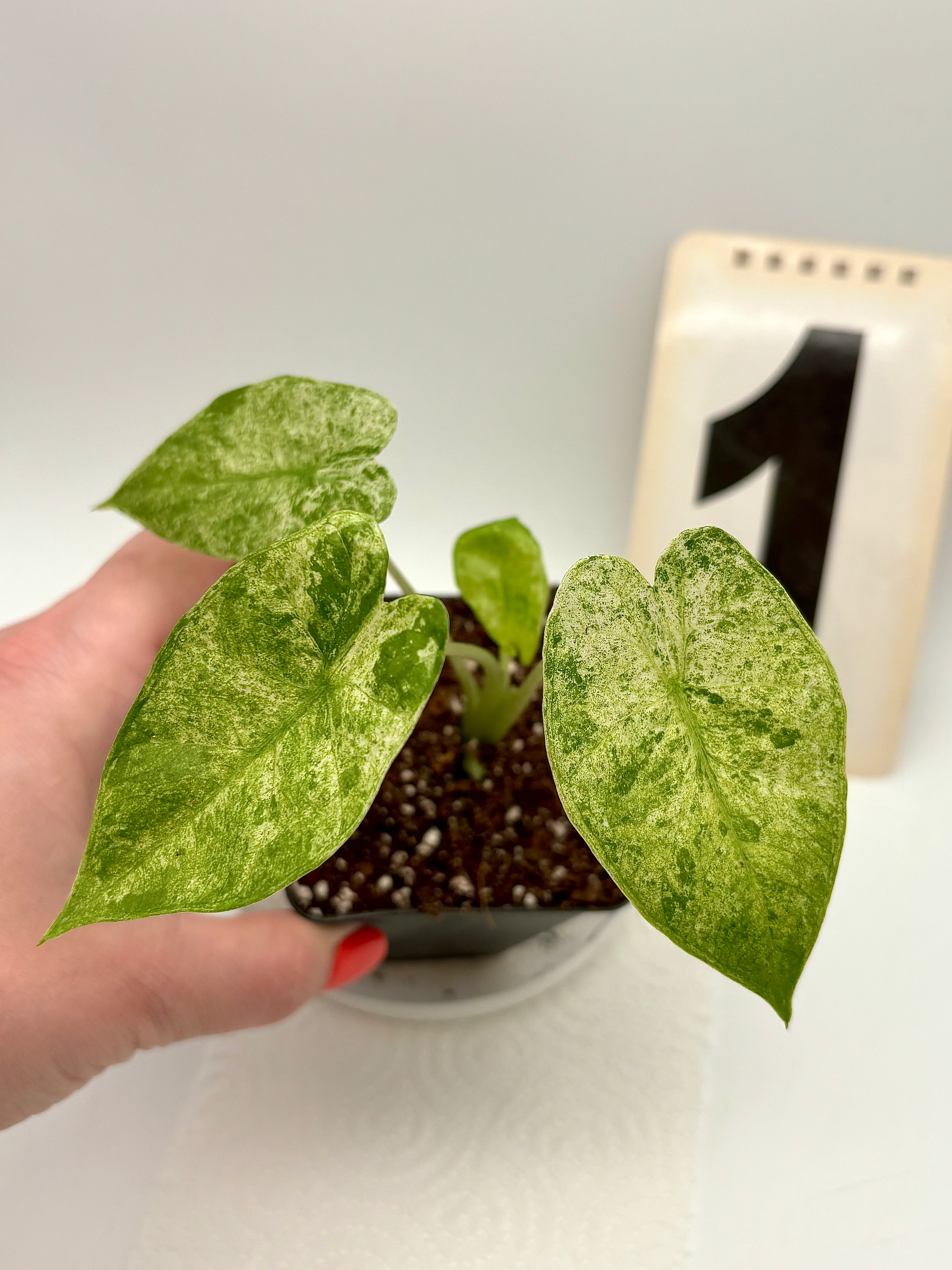 Alocasia Odora Batik - Image 4
