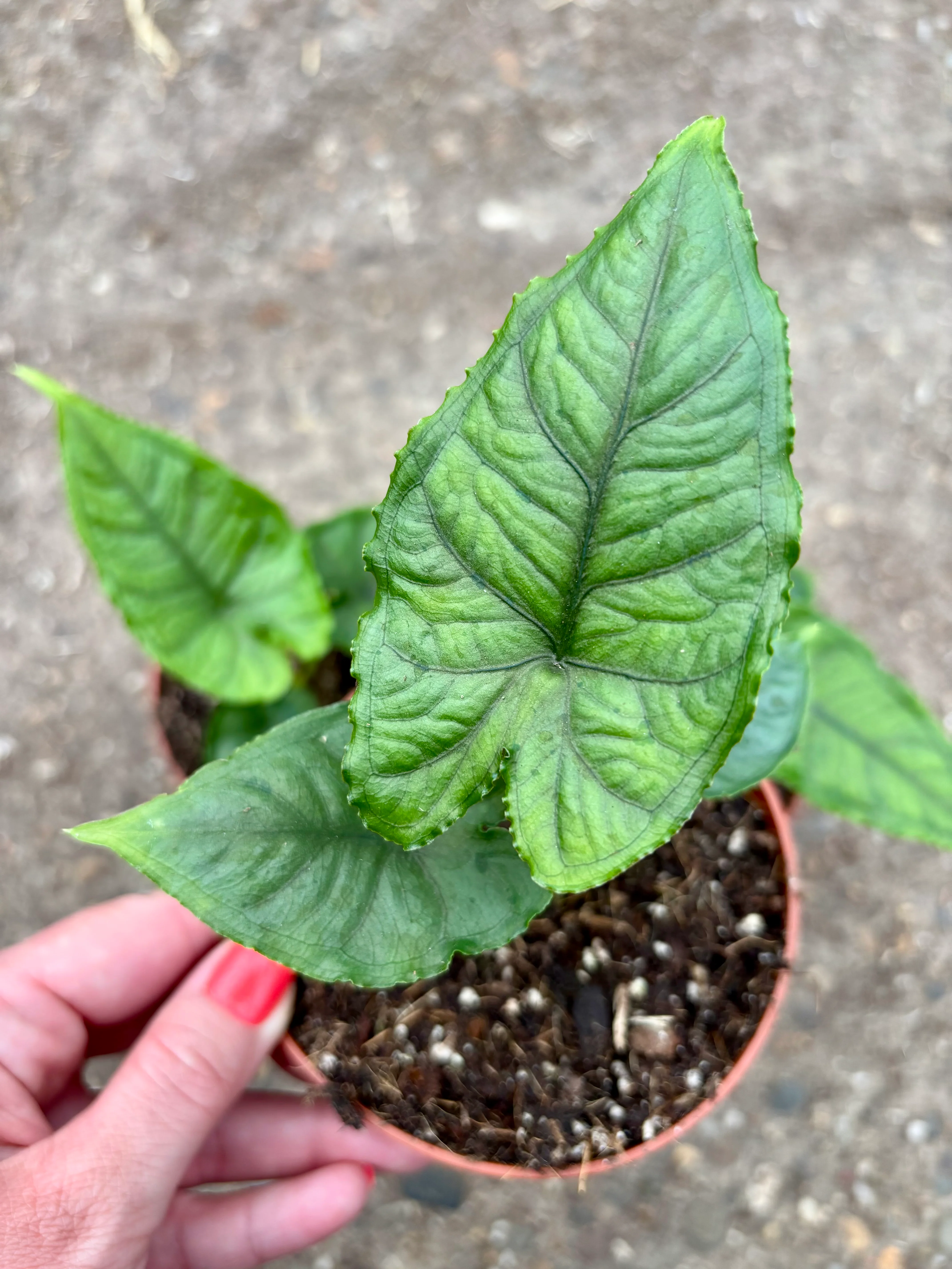 Alocasia Olanii