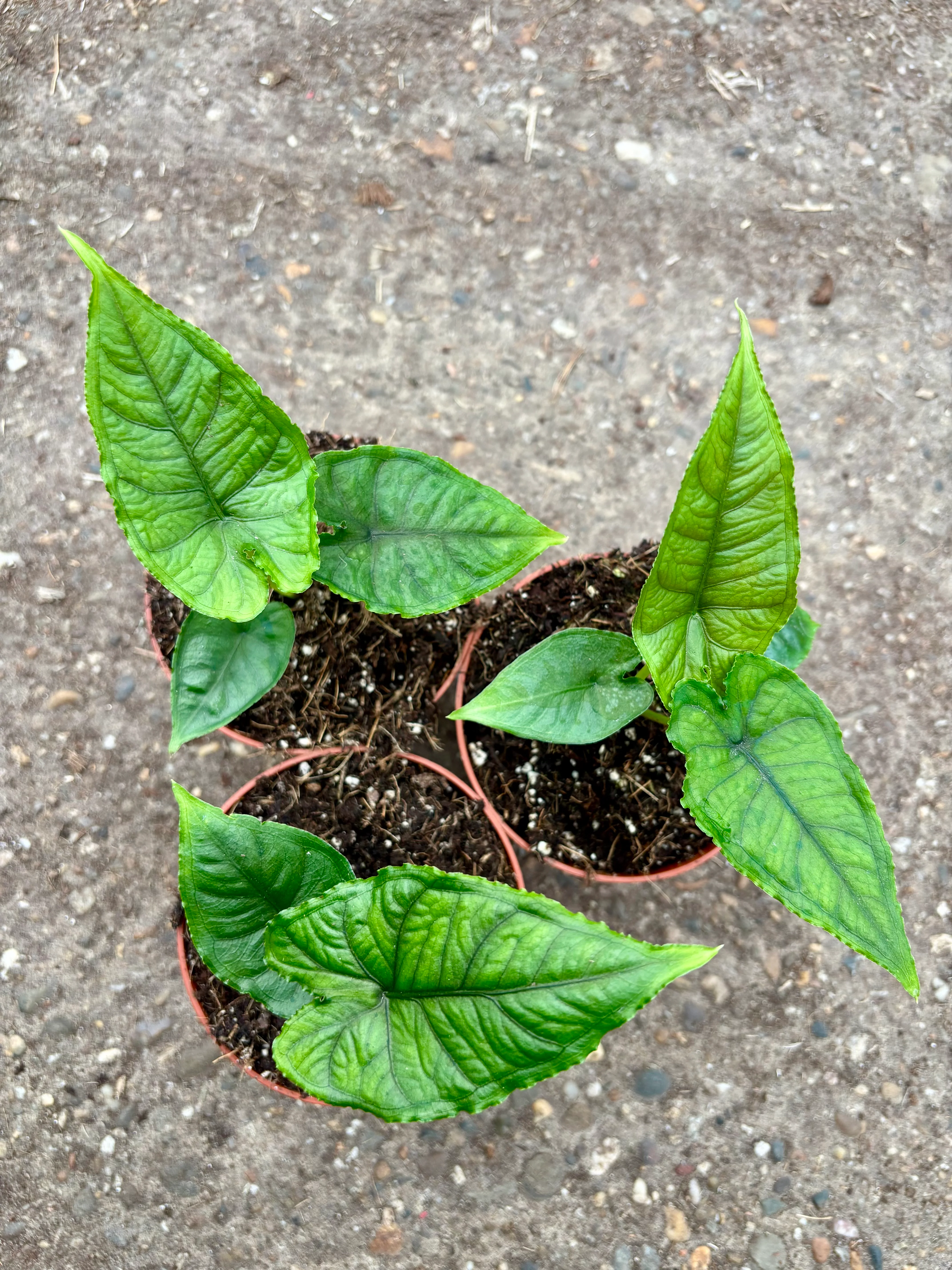 Alocasia Olanii - Image 2