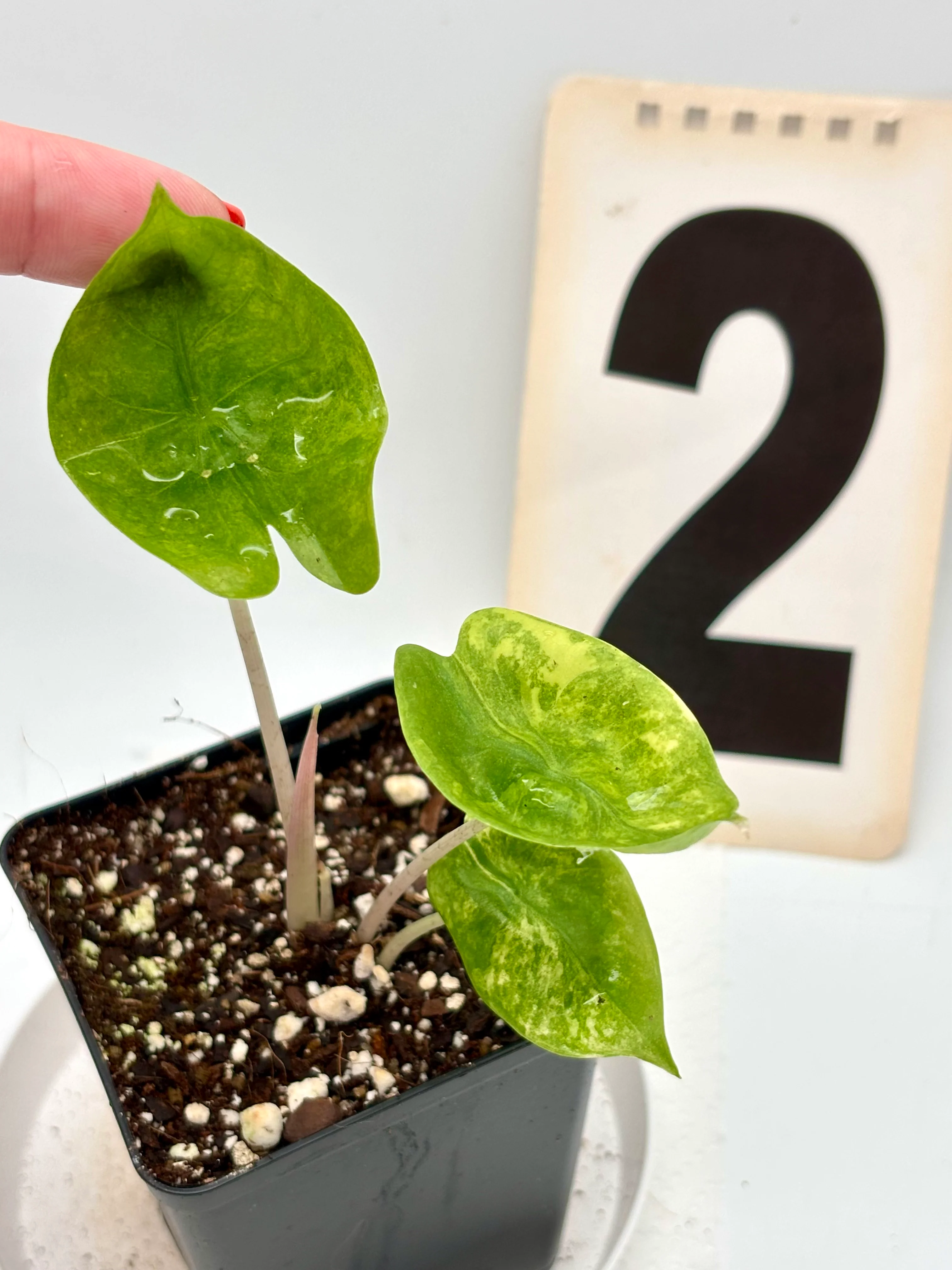 Alocasia Pink Dragon Variegata - Image 2