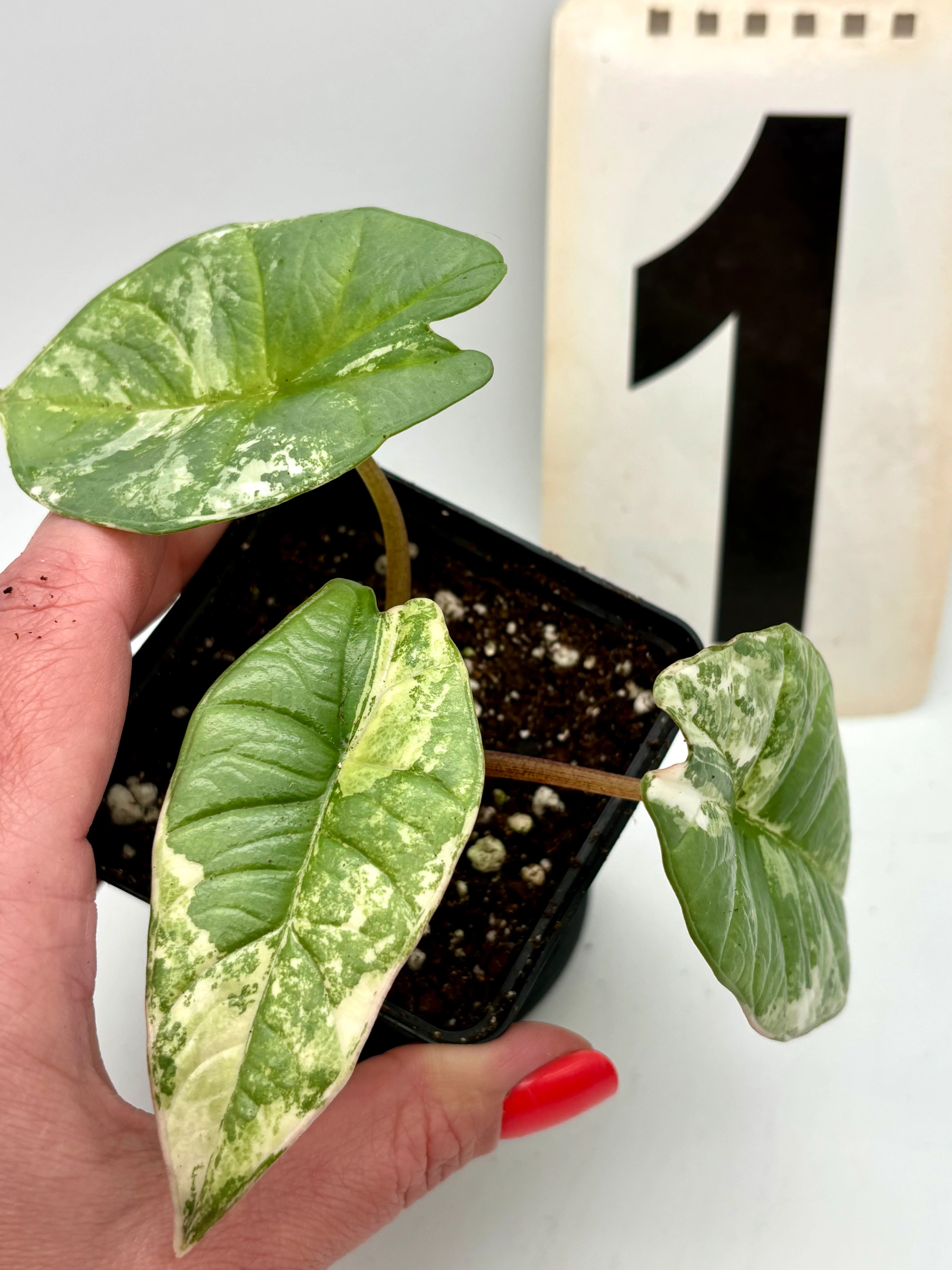 Alocasia Platinum Albo Variegata