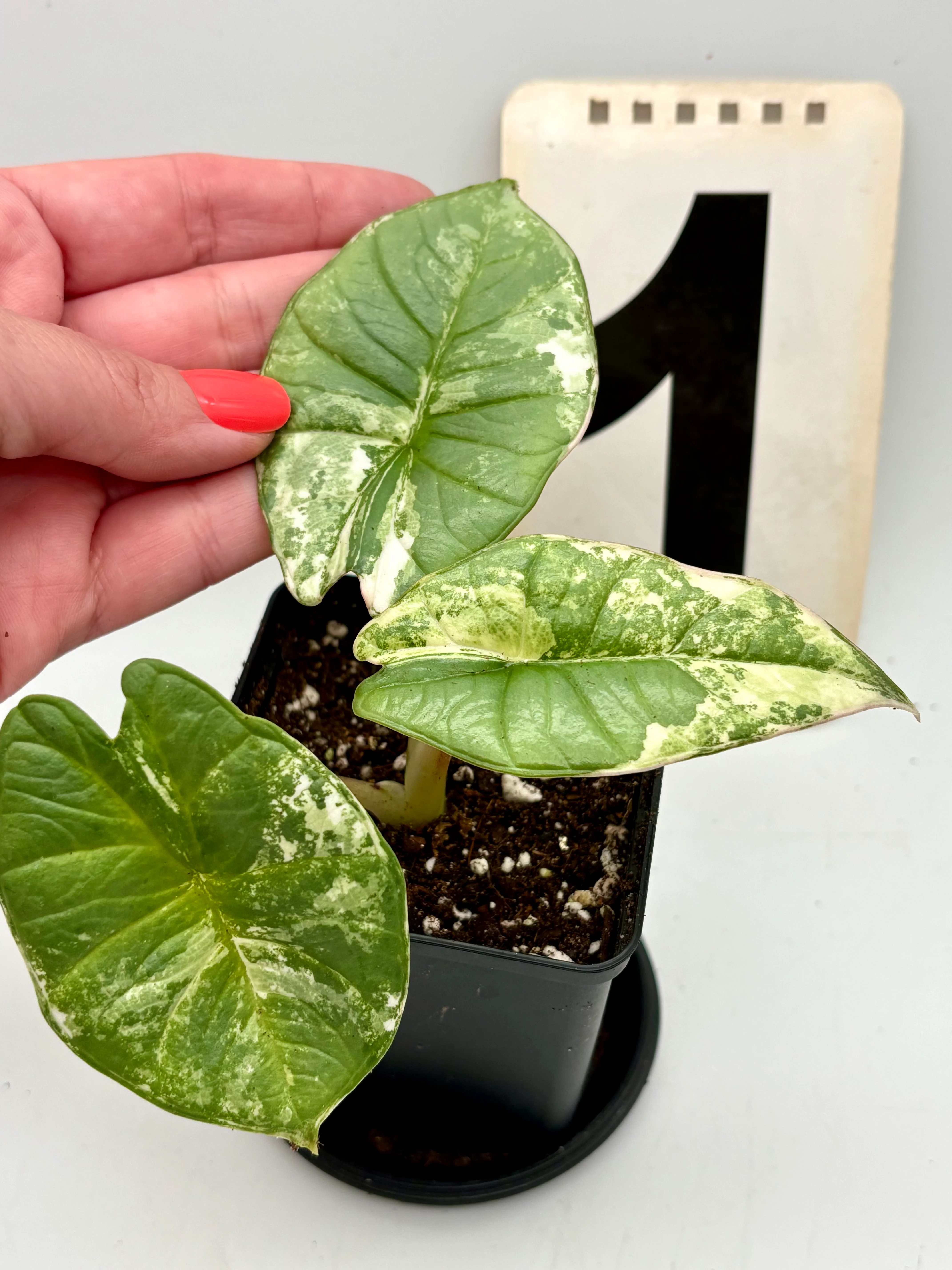 Alocasia Platinum Albo Variegata - Image 2