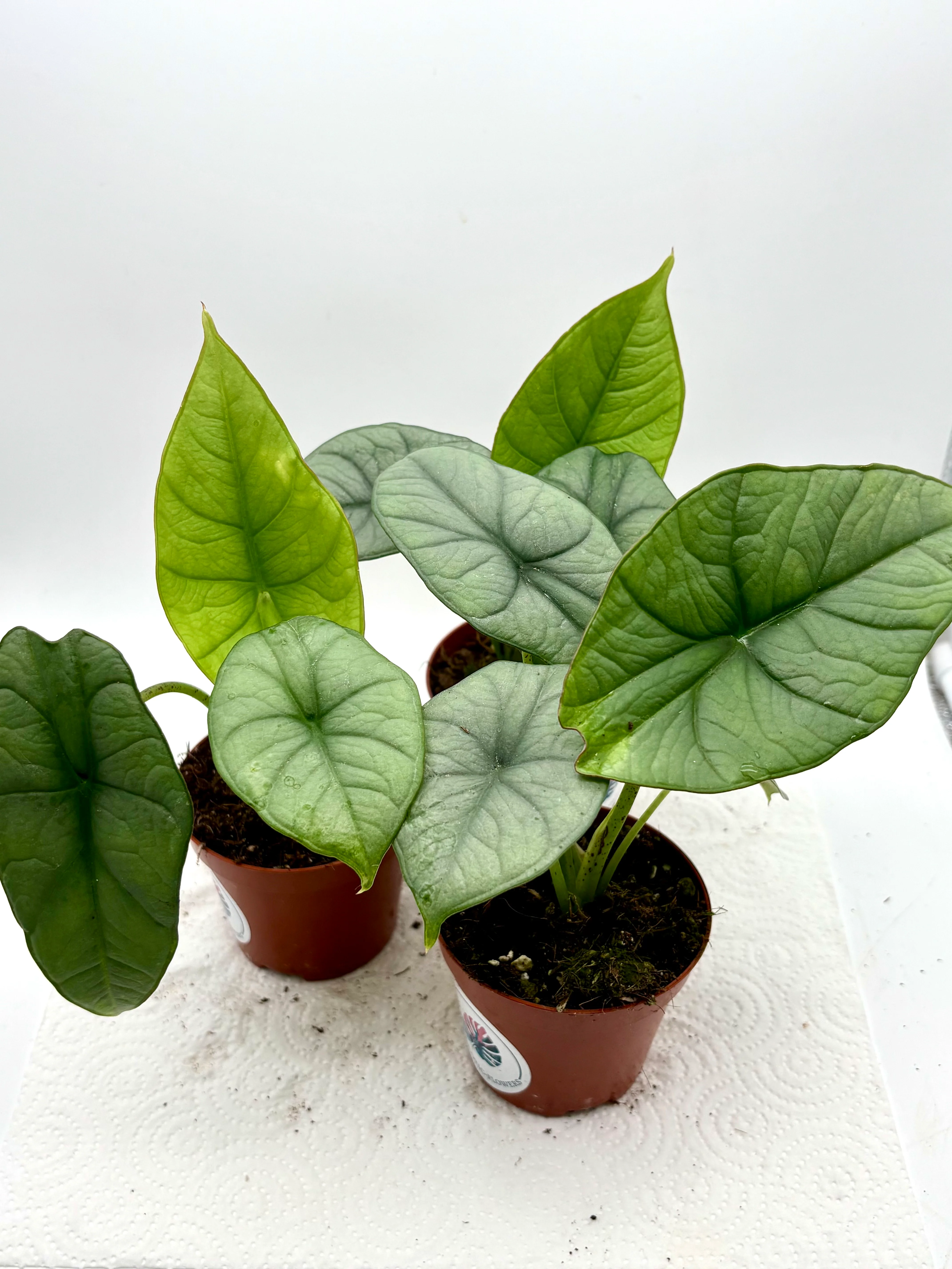 Alocasia Platinum
