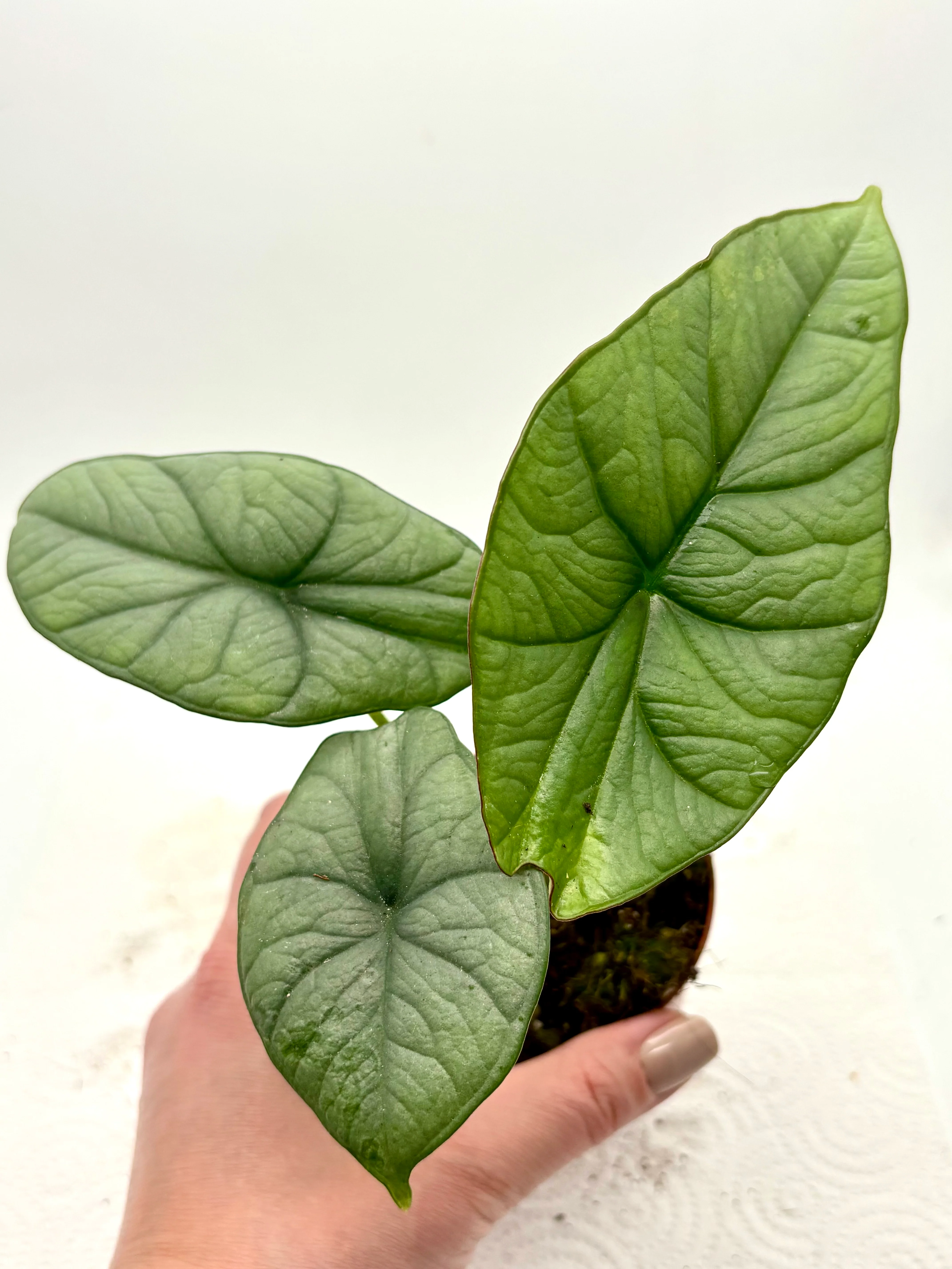 Alocasia Platinum - Image 2