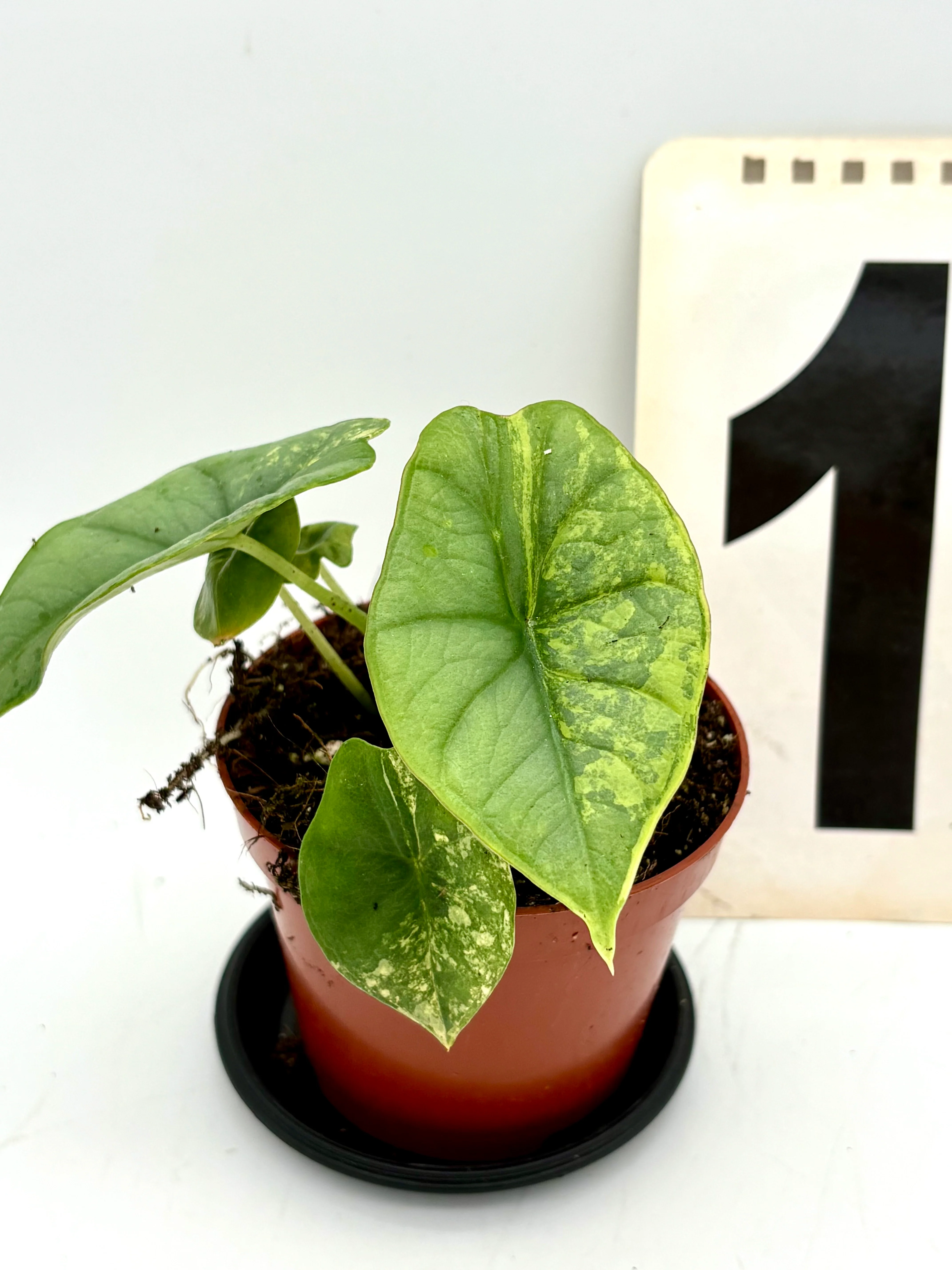 Alocasia Platinum Aurea Variegata