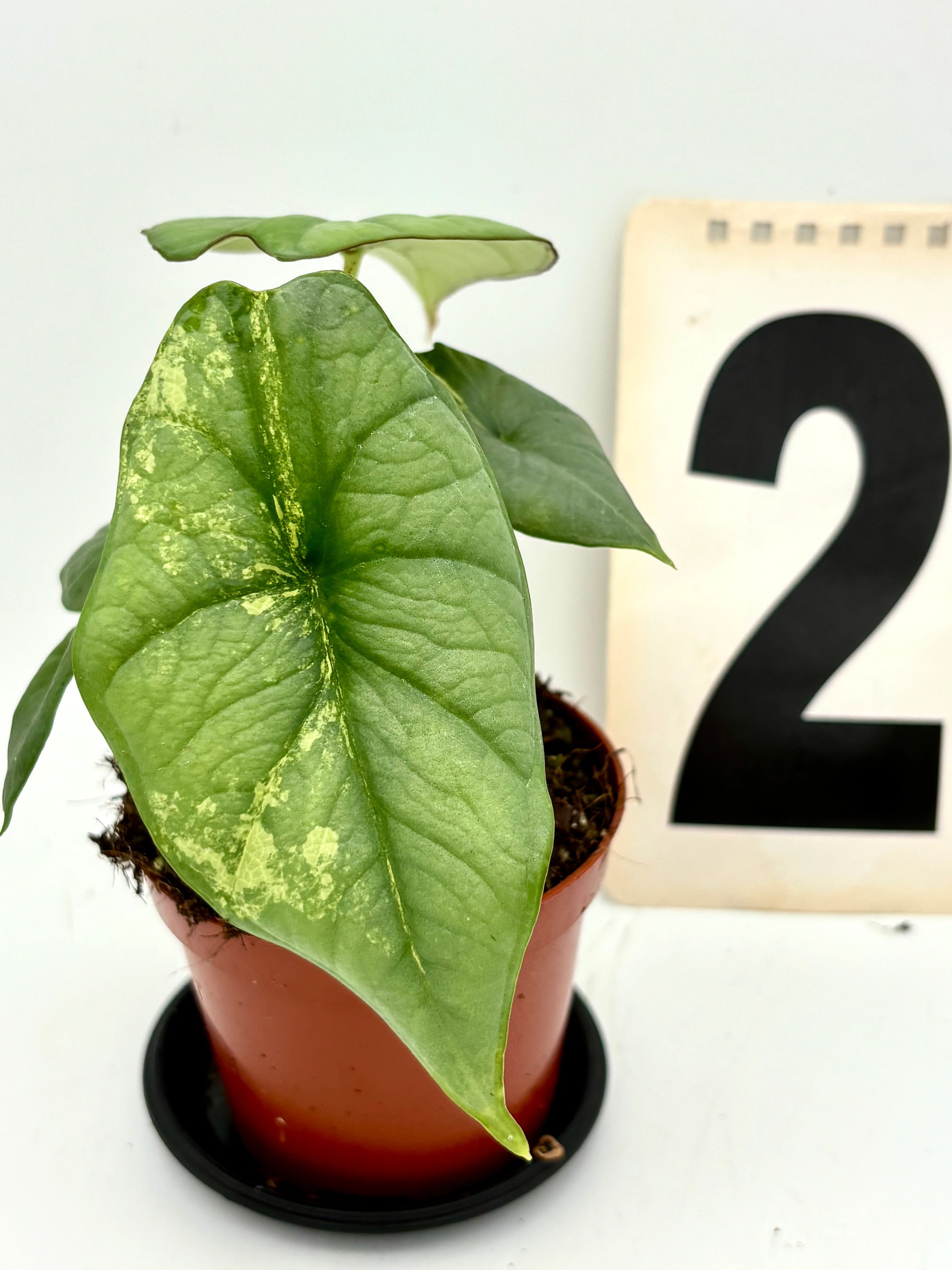 Alocasia Platinum Aurea Variegata - Image 2