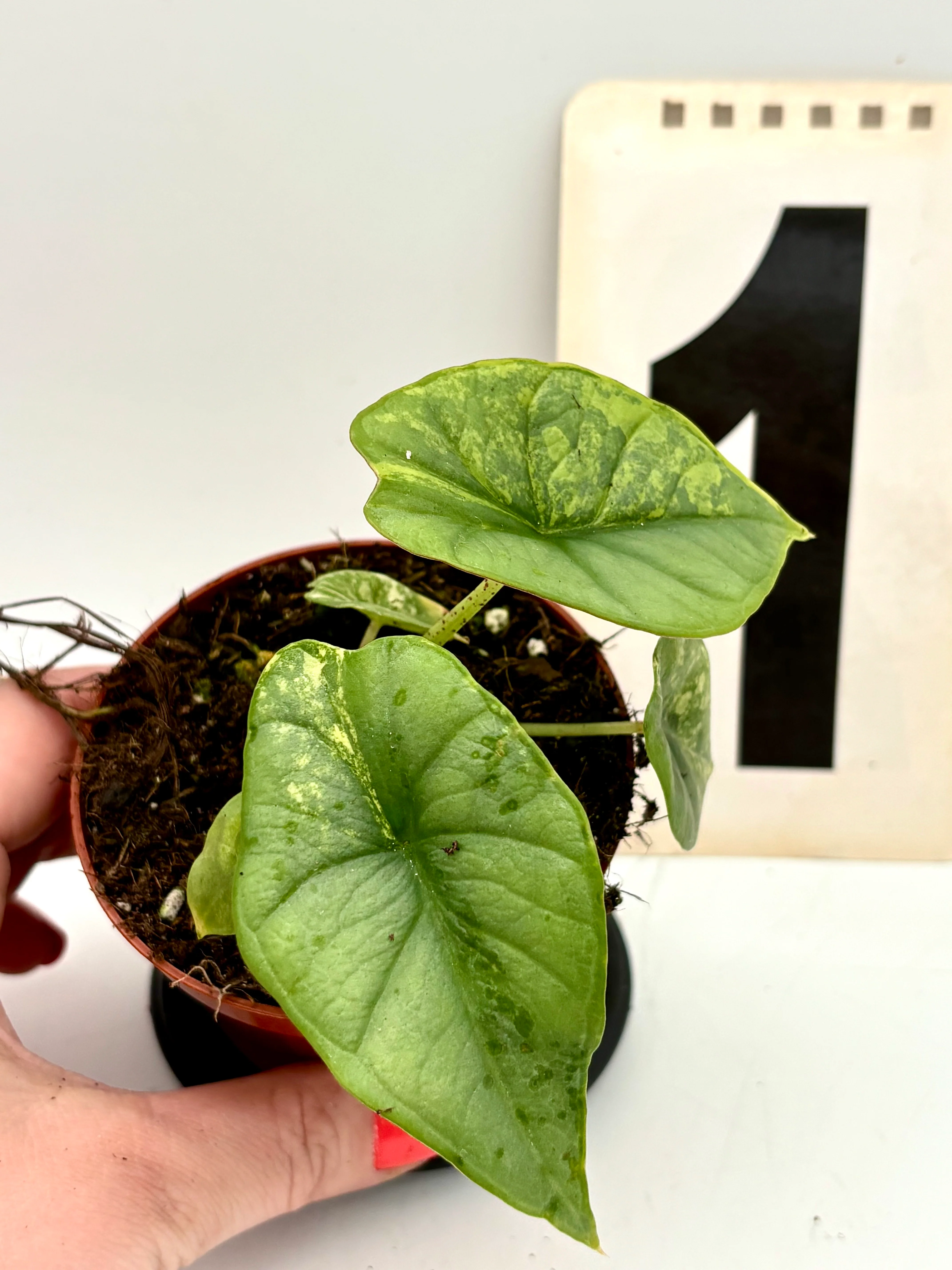 Alocasia Platinum Aurea Variegata - Image 3