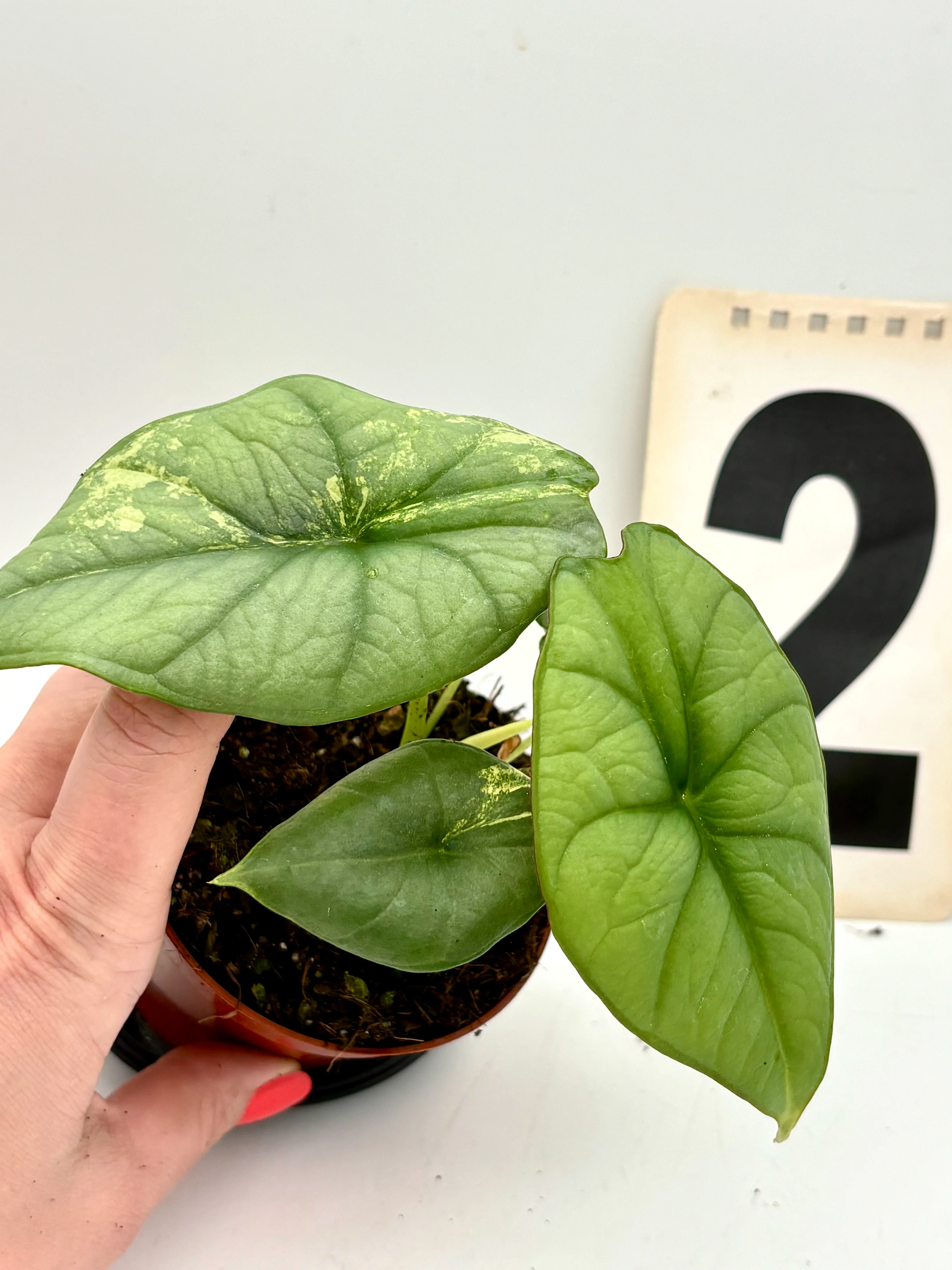 Alocasia Platinum Aurea Variegata - Image 4