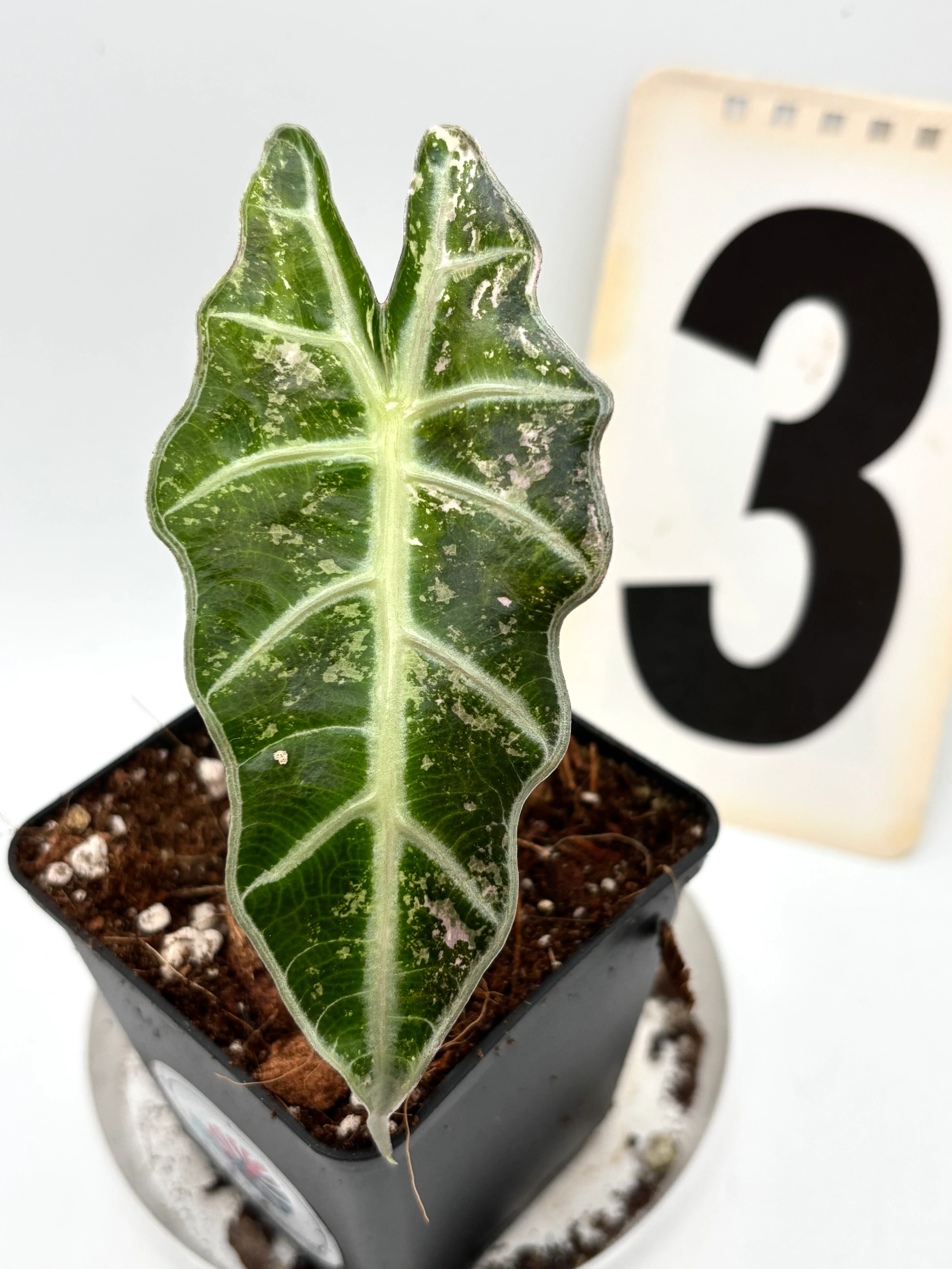 Alocasia Polly Variegata