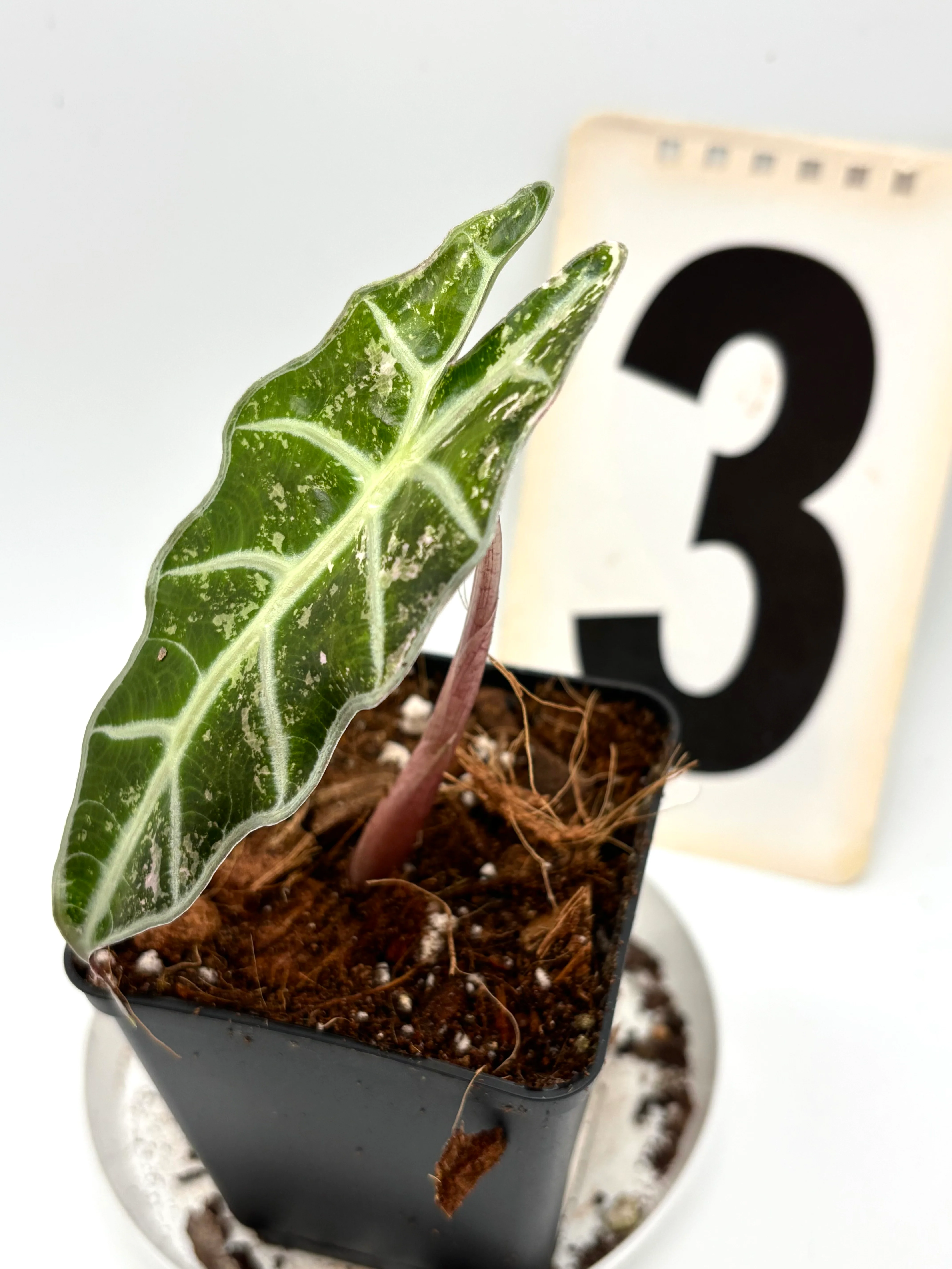 Alocasia Polly Variegata - Image 2