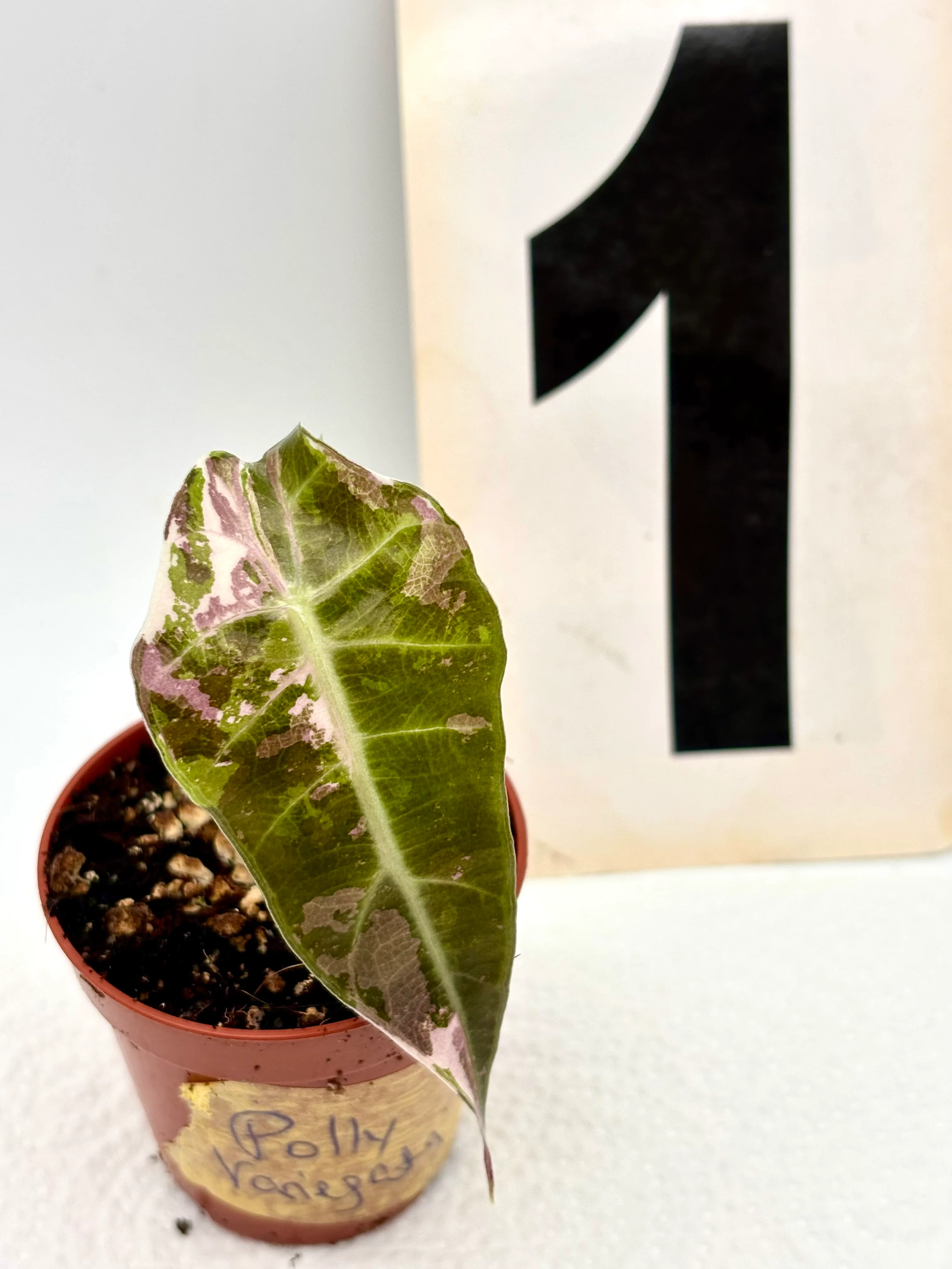 Alocasia Polly Variegata - Image 3