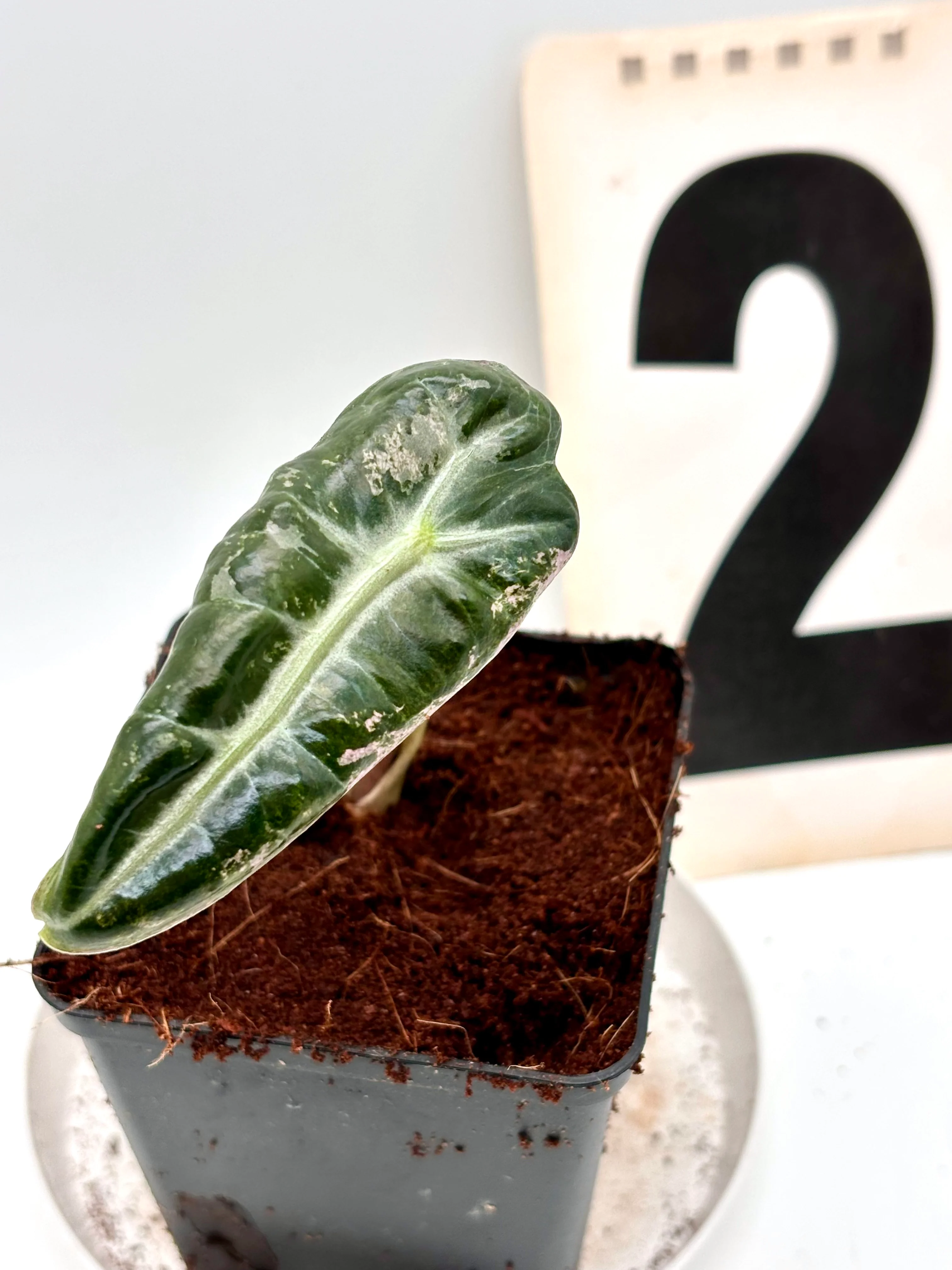 Alocasia Polly Variegata - Image 4