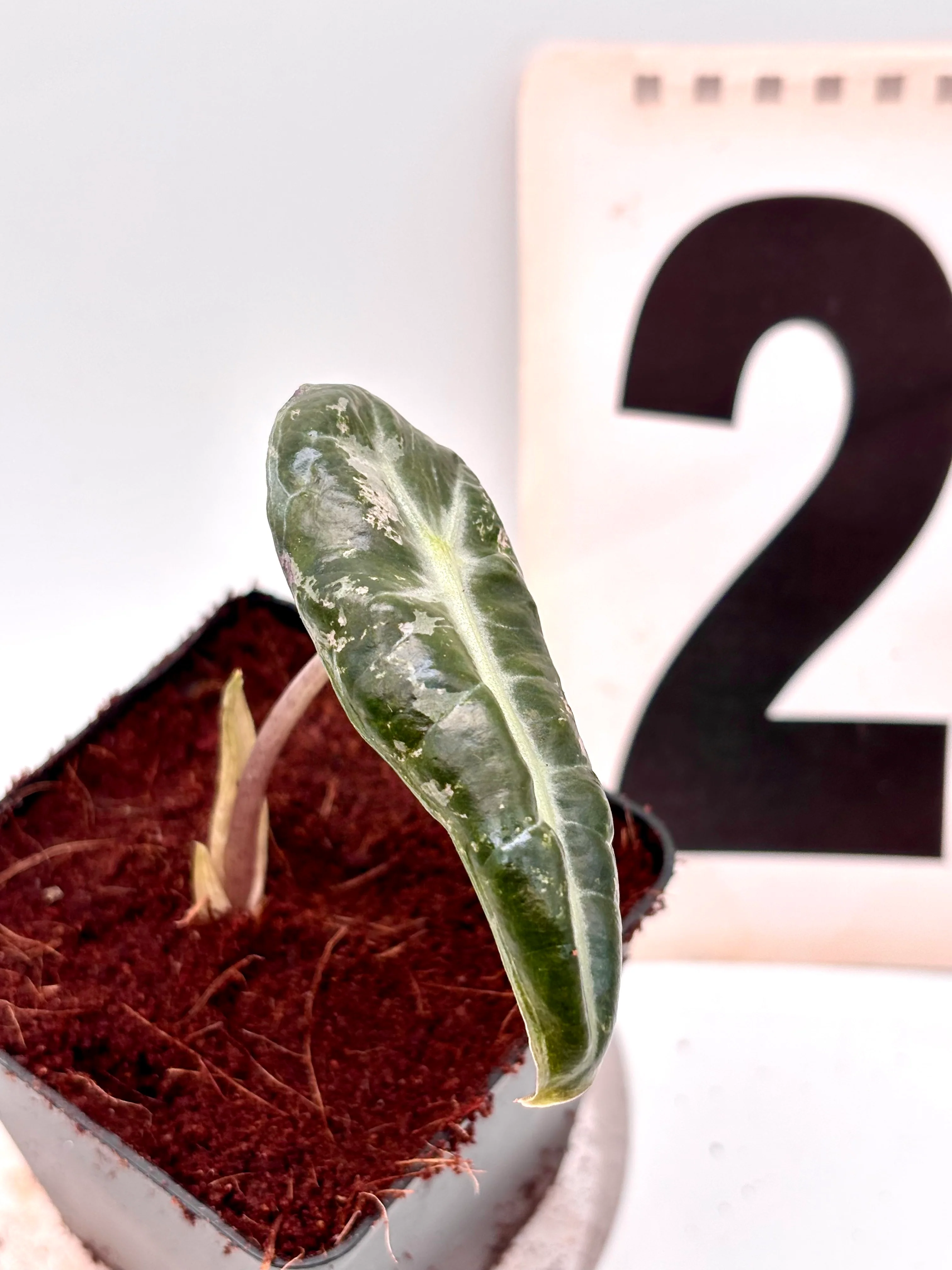 Alocasia Polly Variegata - Image 5
