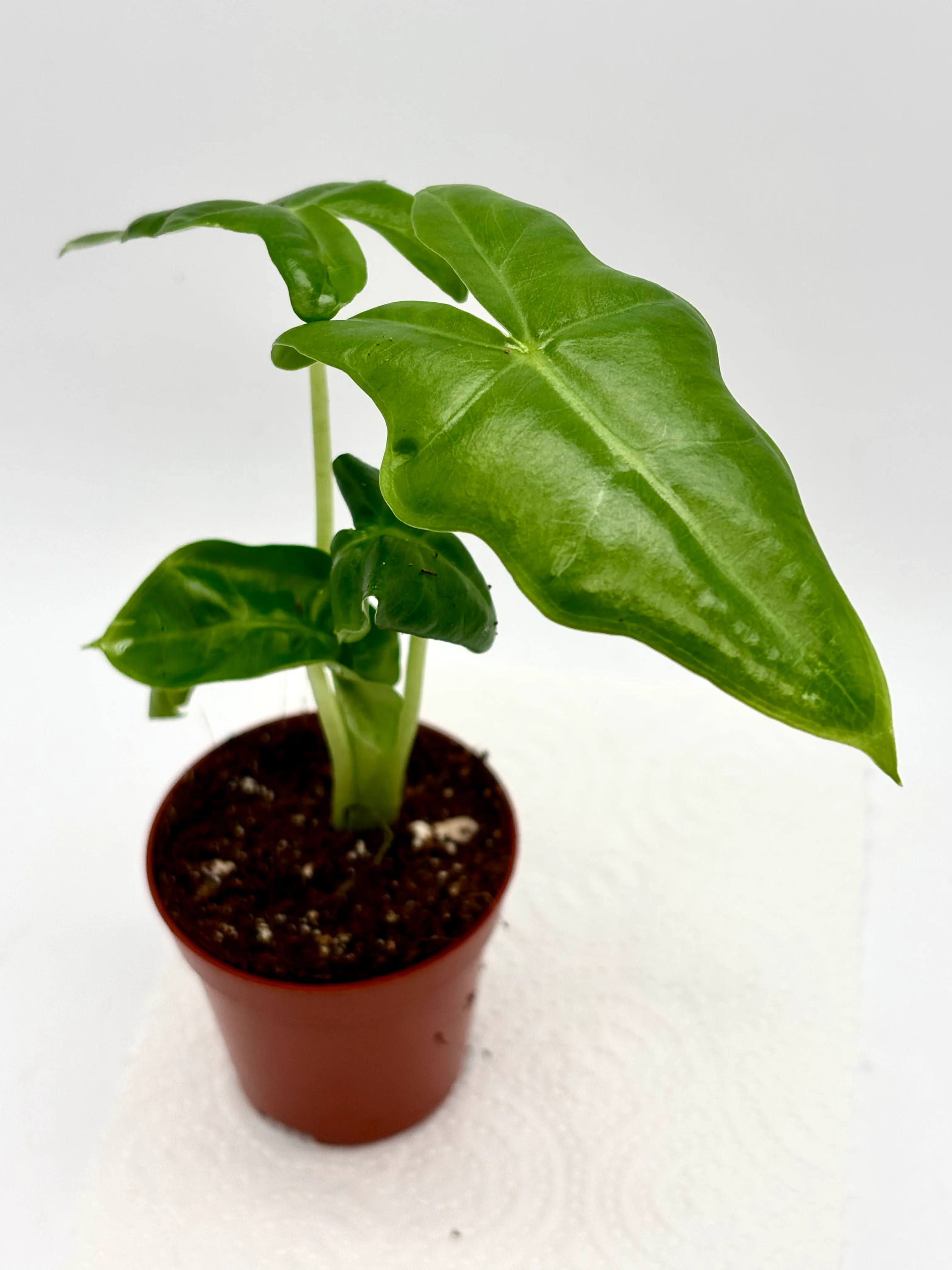 Alocasia Portei