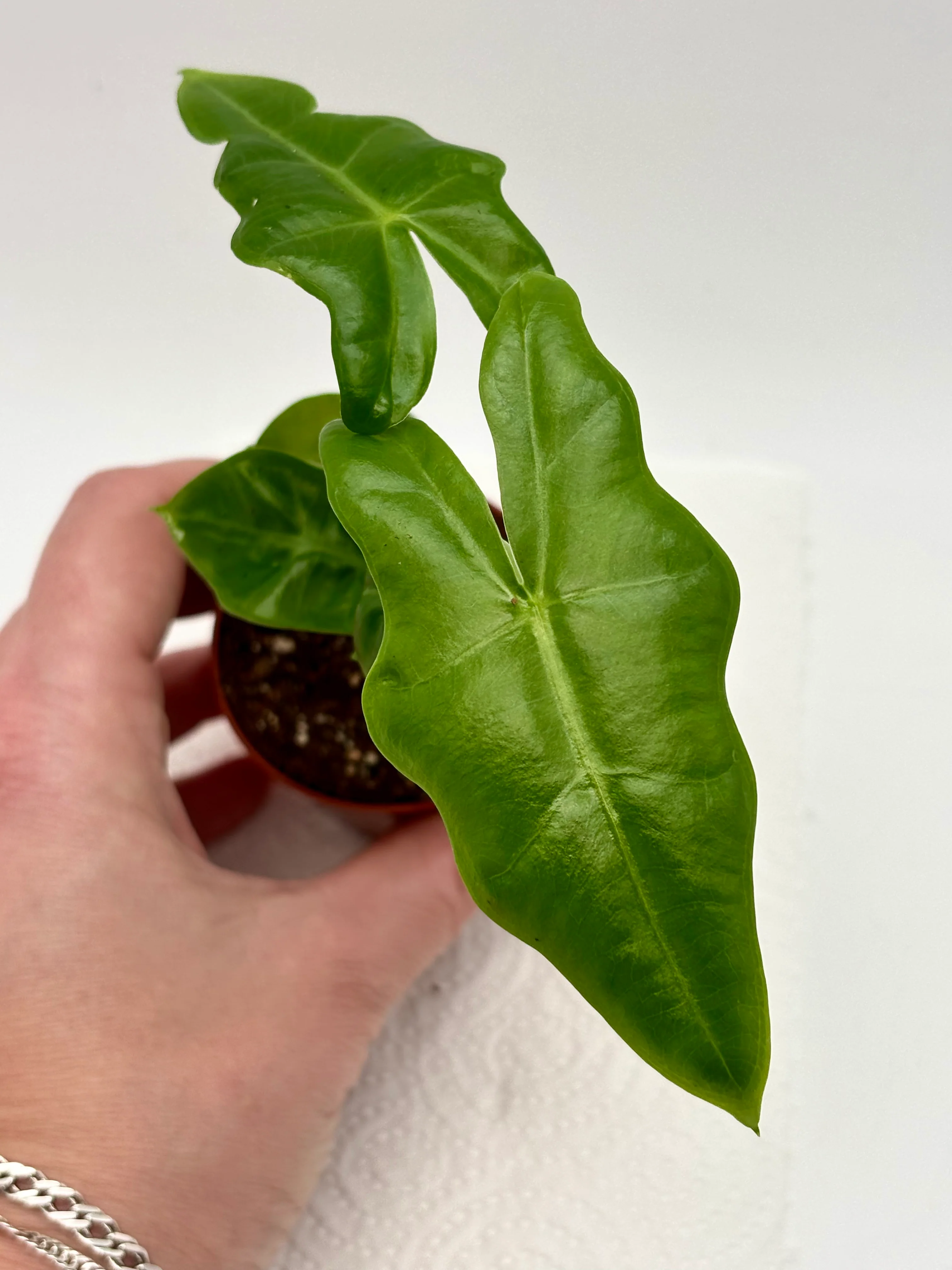 Alocasia Portei - Image 2