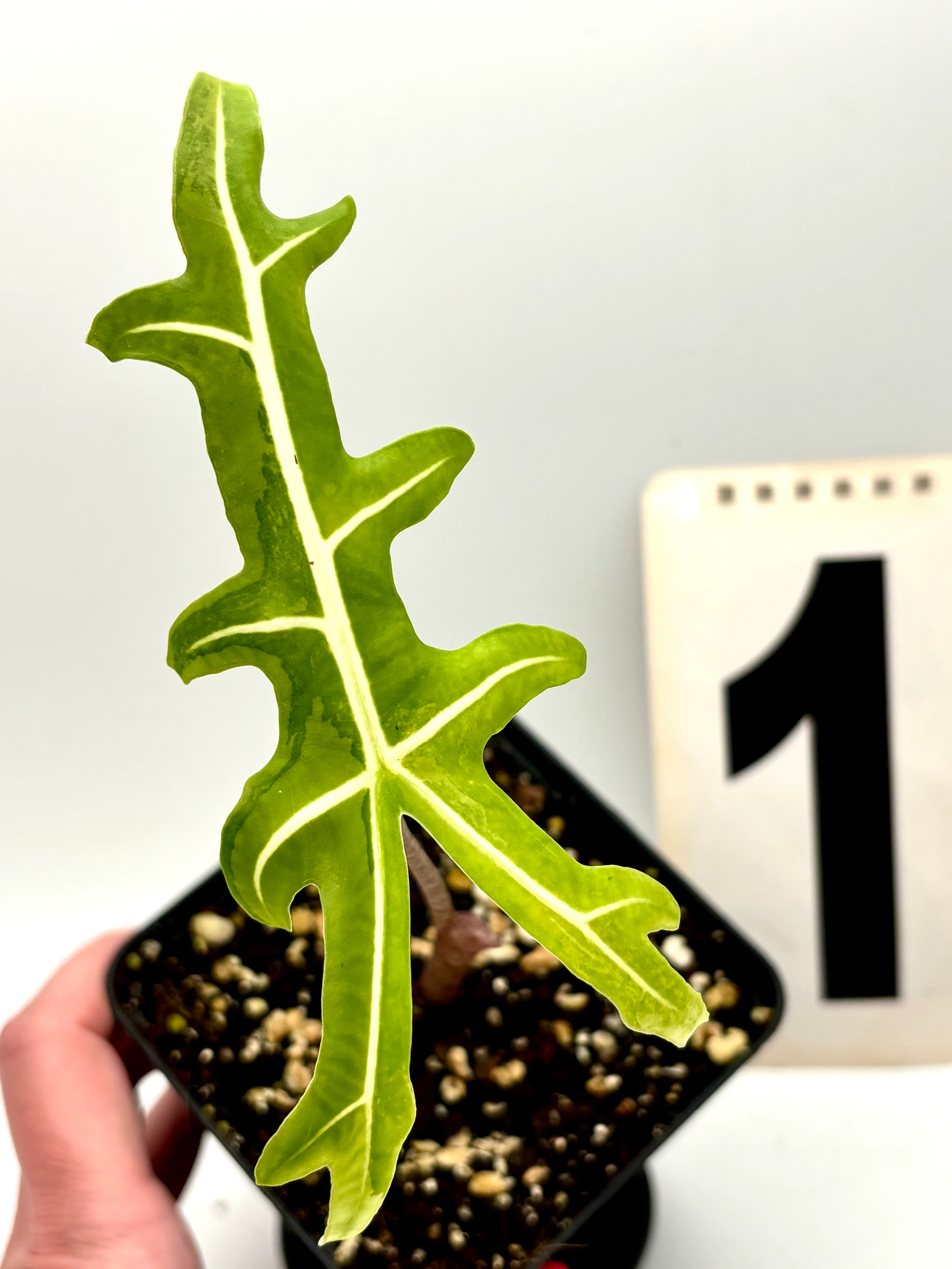 Alocasia Portei Variegata