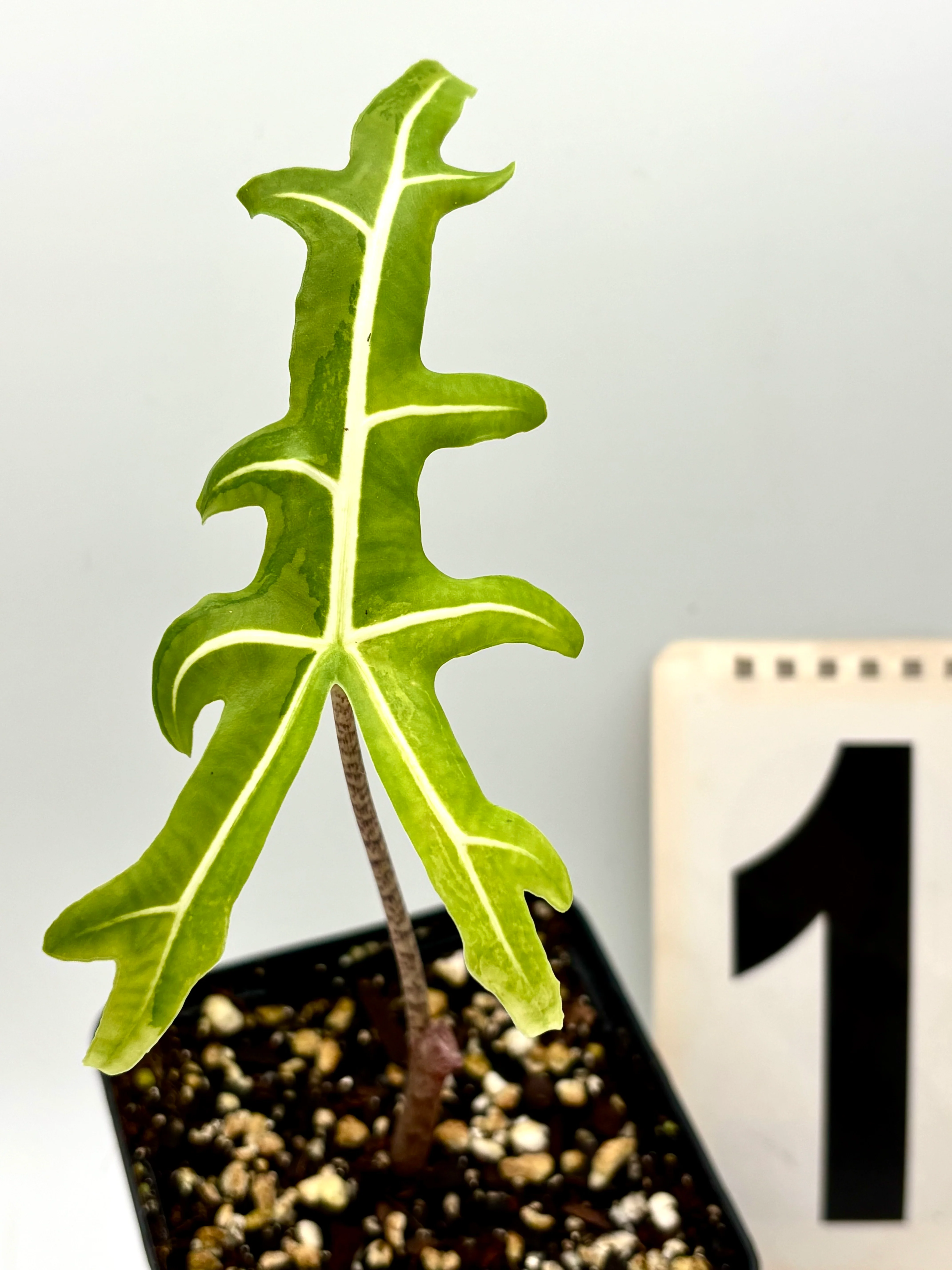 Alocasia Portei Variegata - Image 2