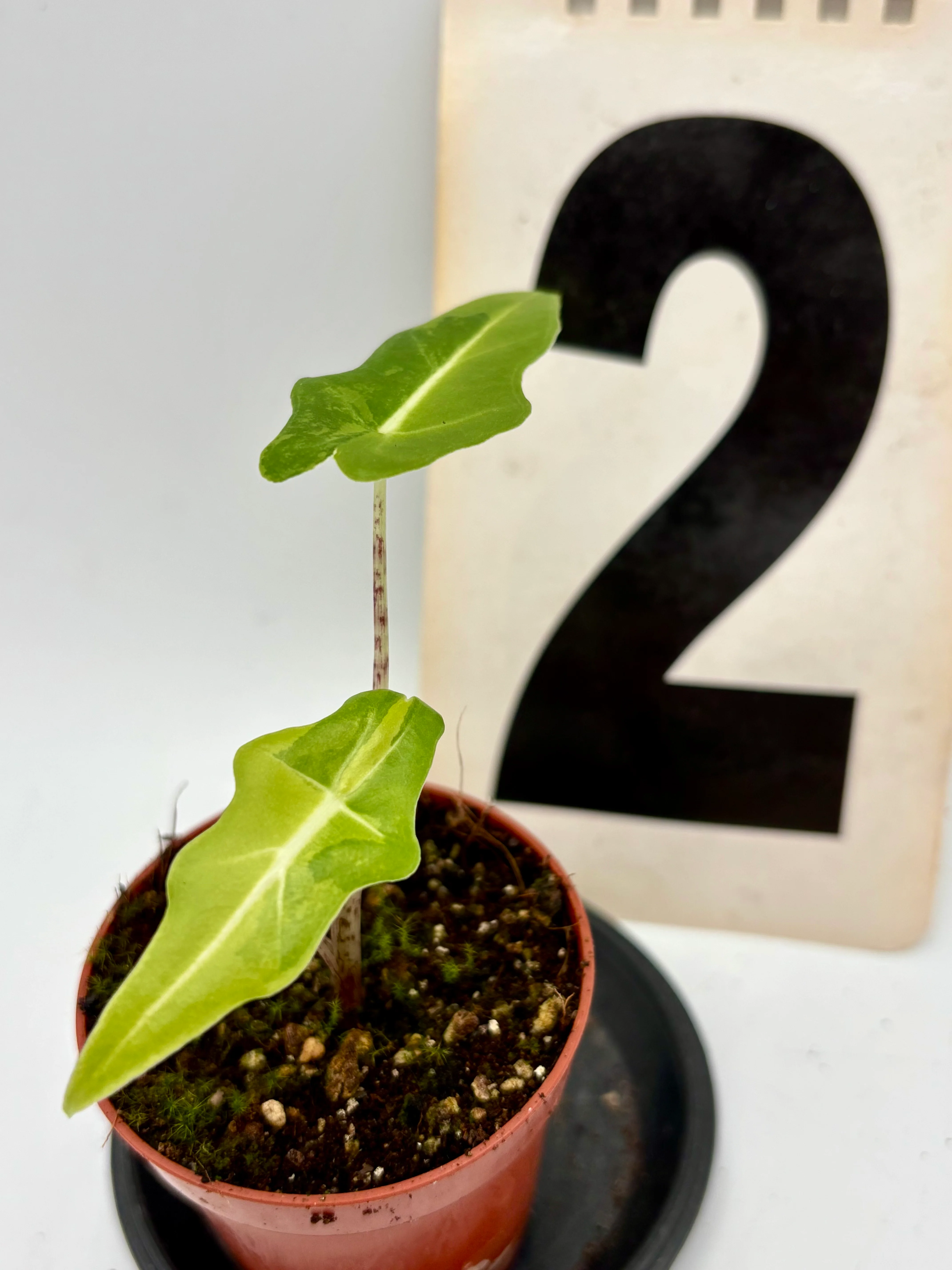 Alocasia Portei Variegata - Image 3