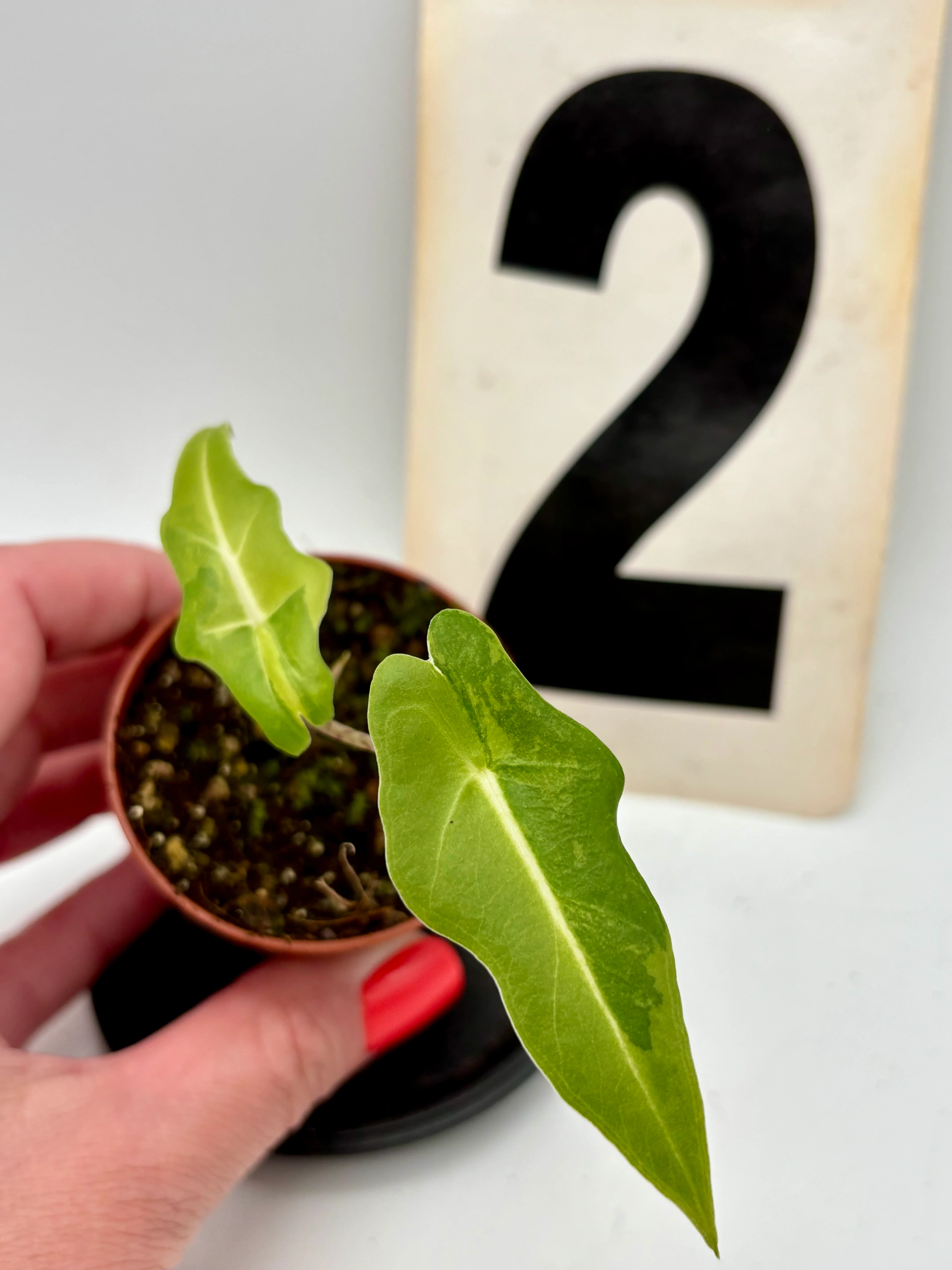 Alocasia Portei Variegata - Image 4