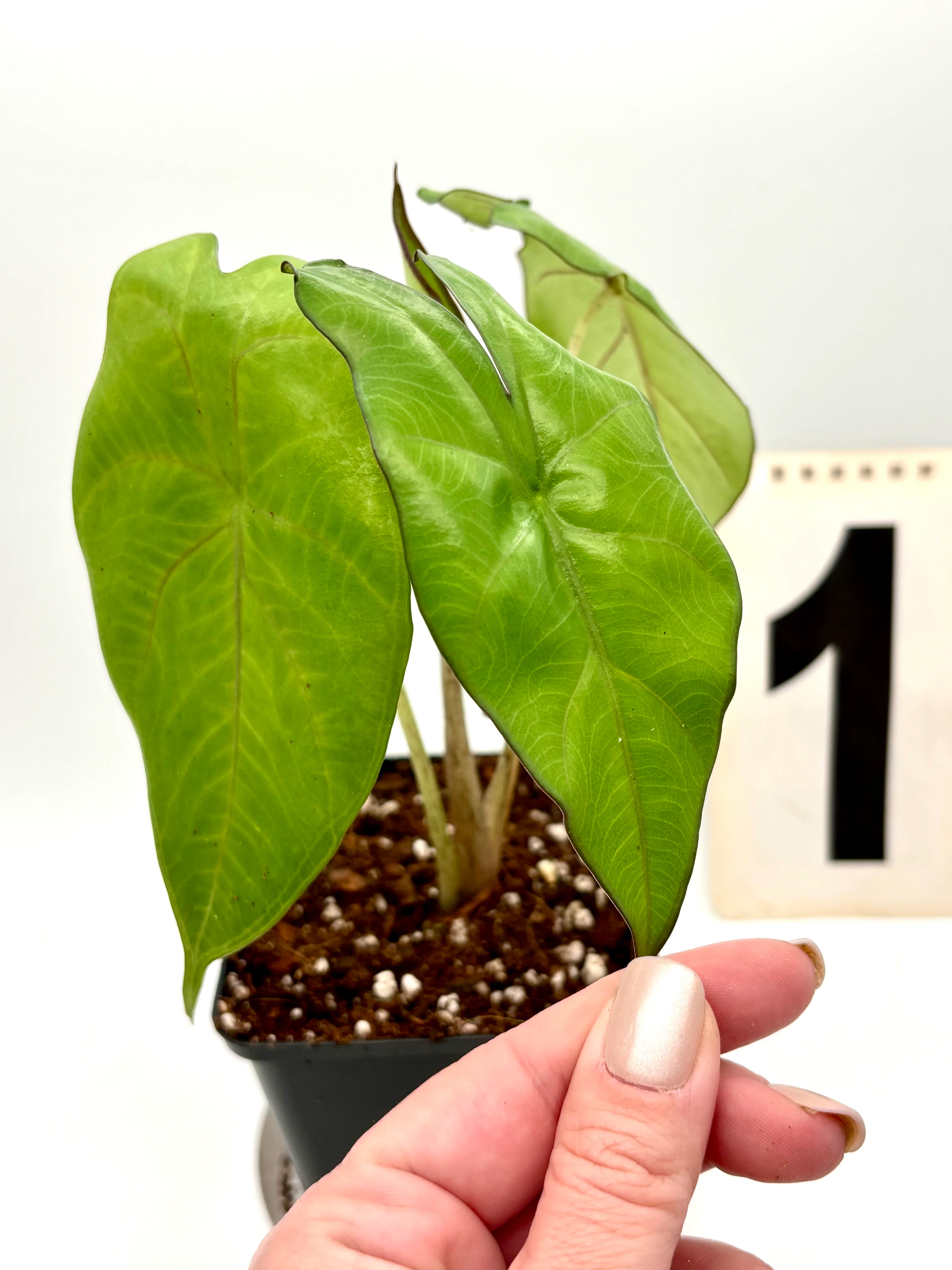 Alocasia Princeps