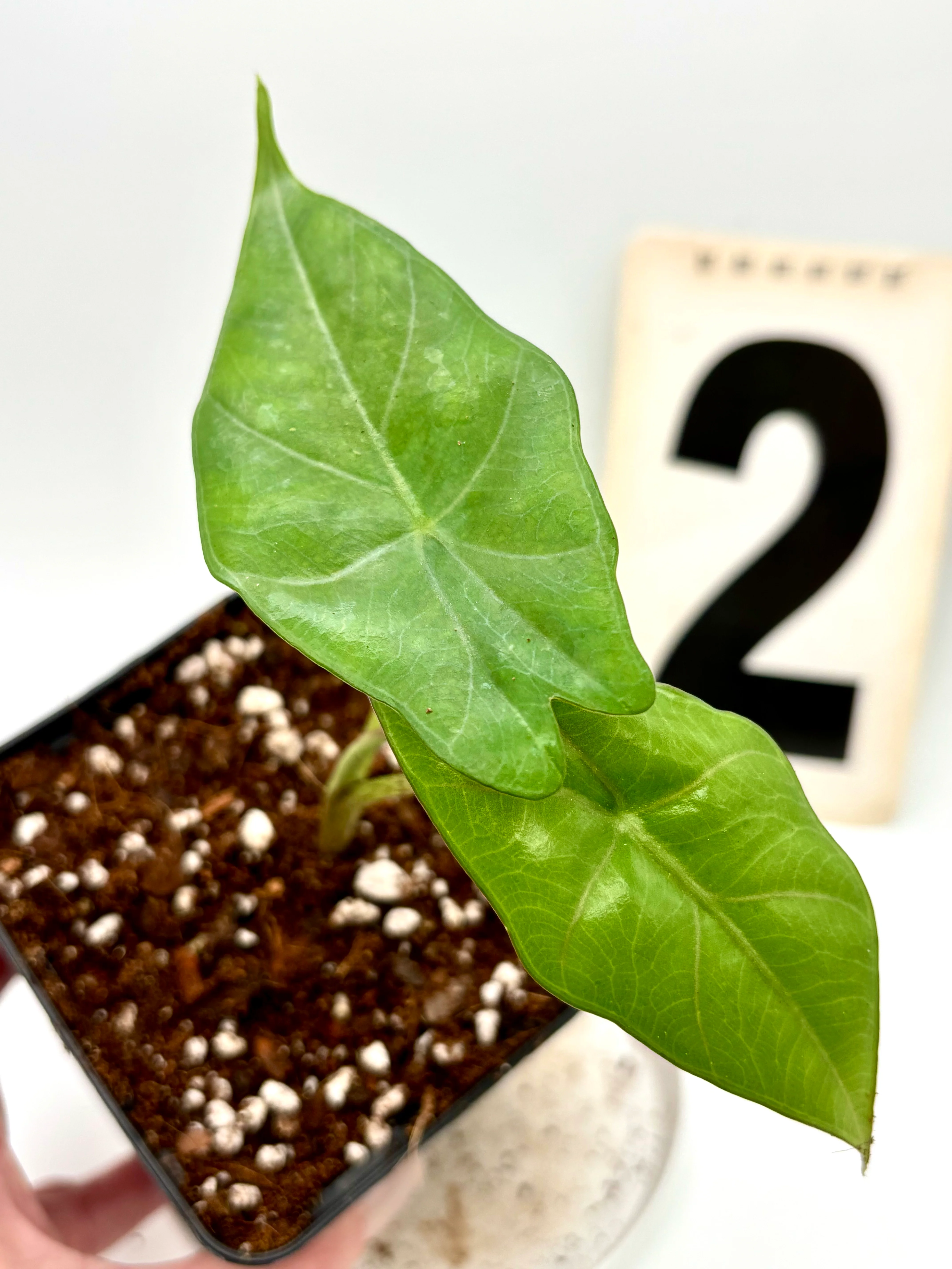 Alocasia Princeps - Image 2