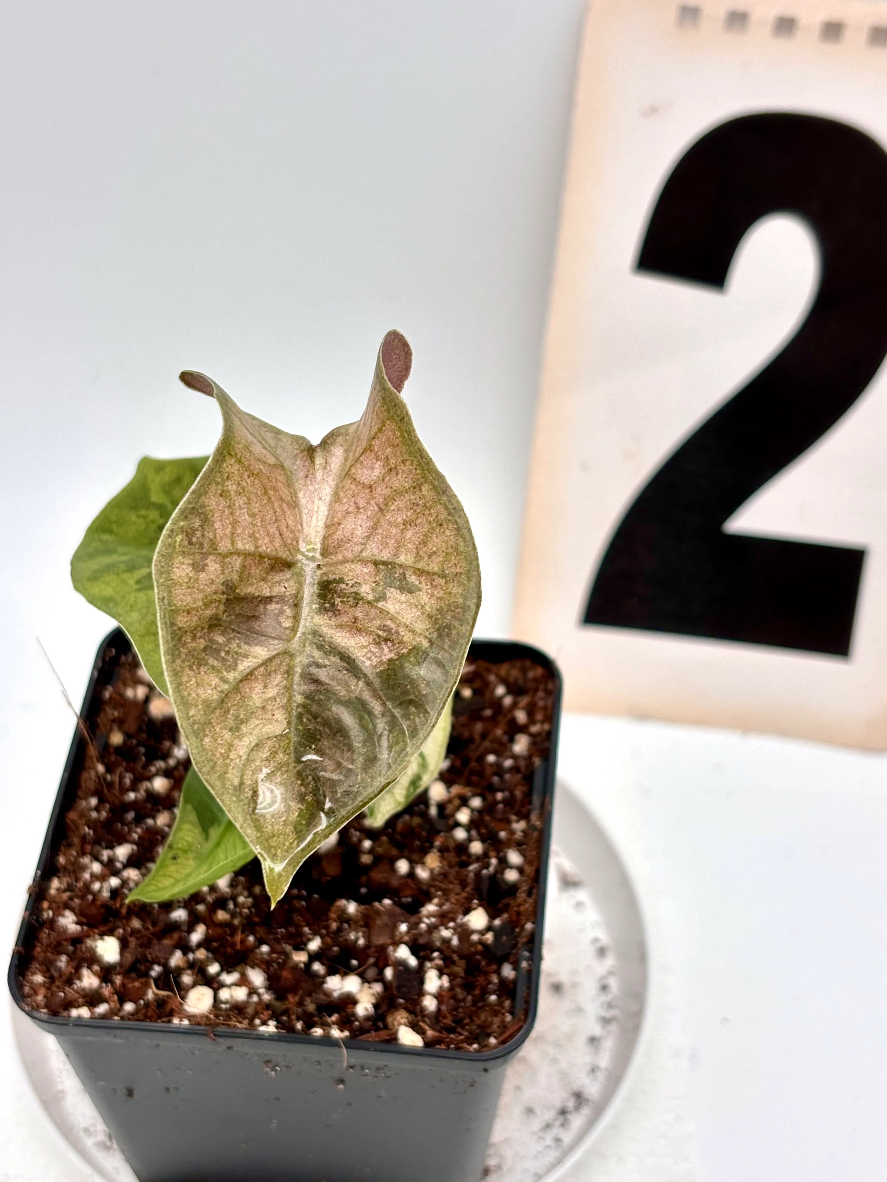 Alocasia Pseudo Sanderiana Pink Variegata - Image 2