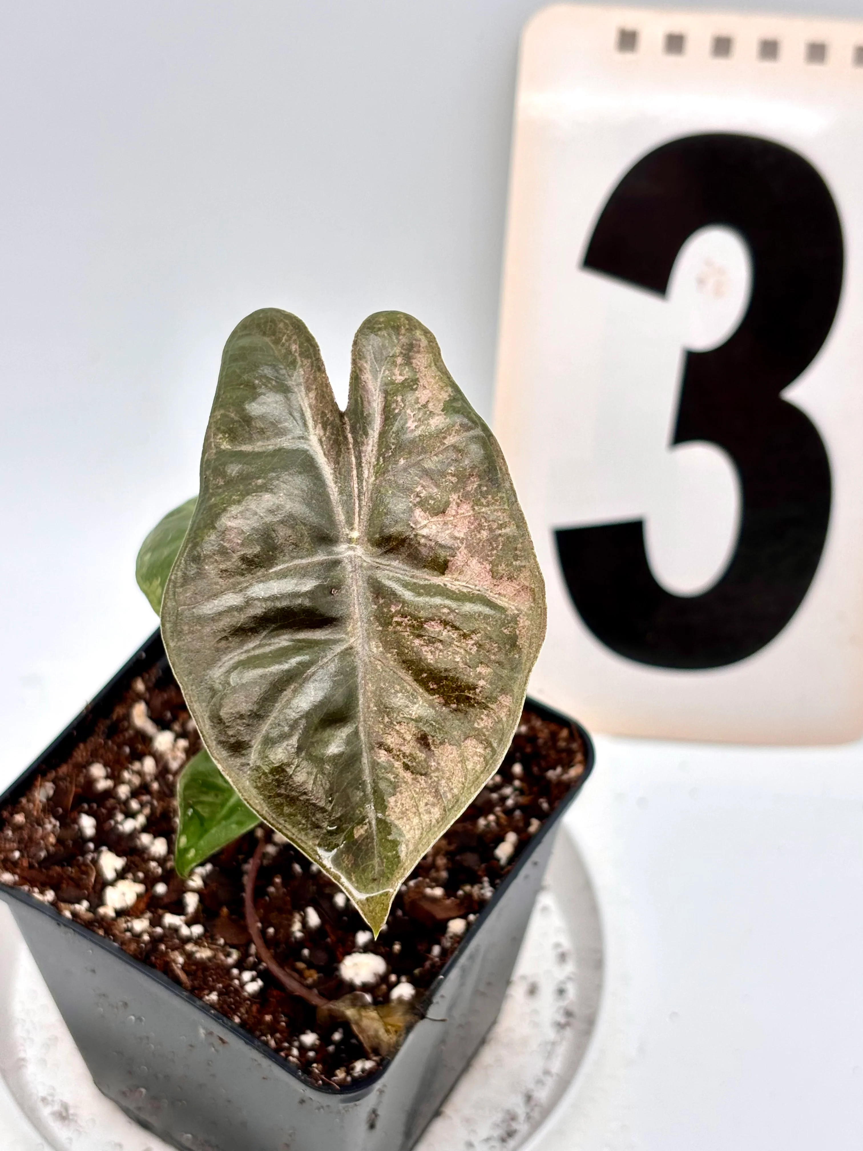 Alocasia Pseudo Sanderiana Pink Variegata - Image 3