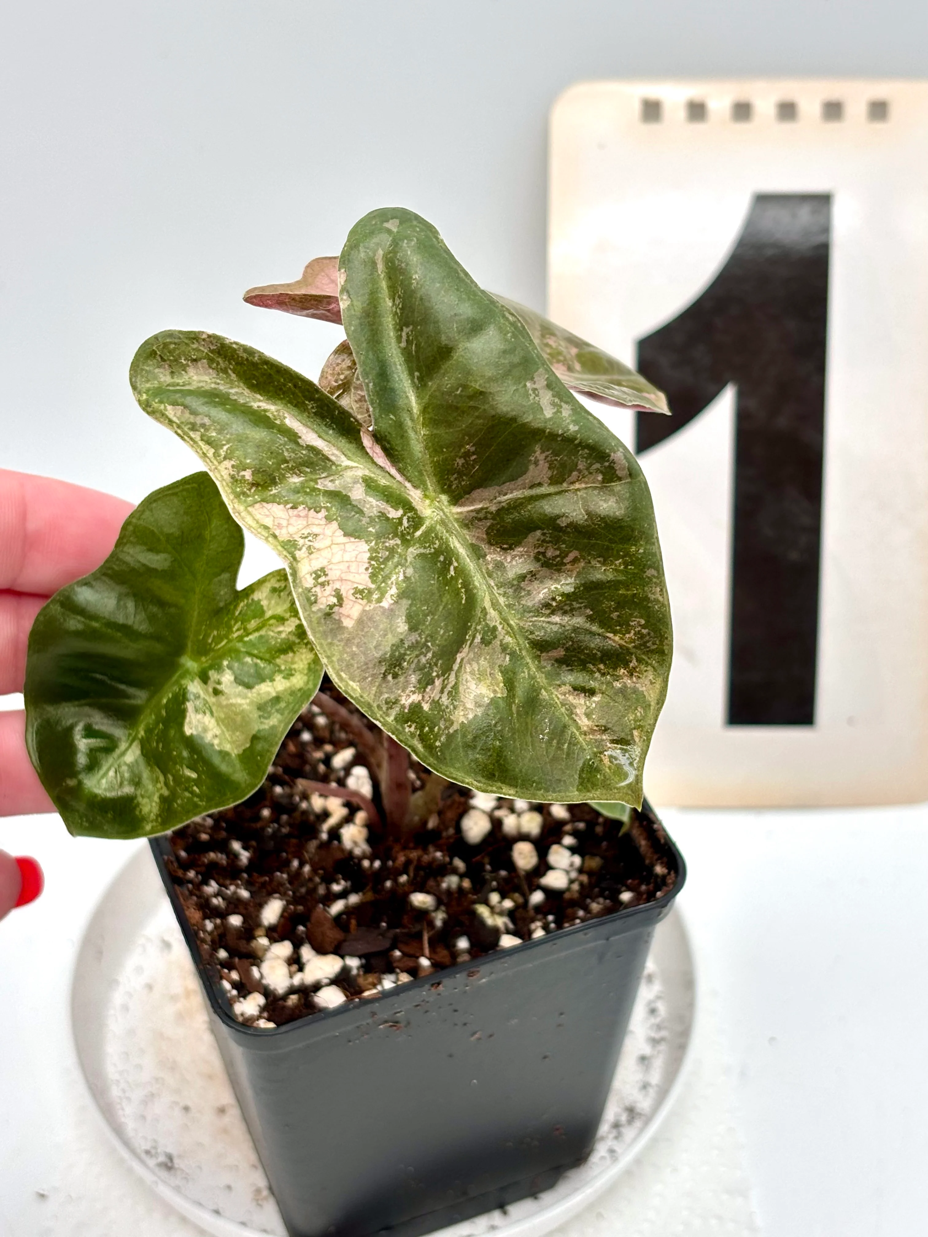 Alocasia Pseudo Sanderiana Pink Variegata - Image 4