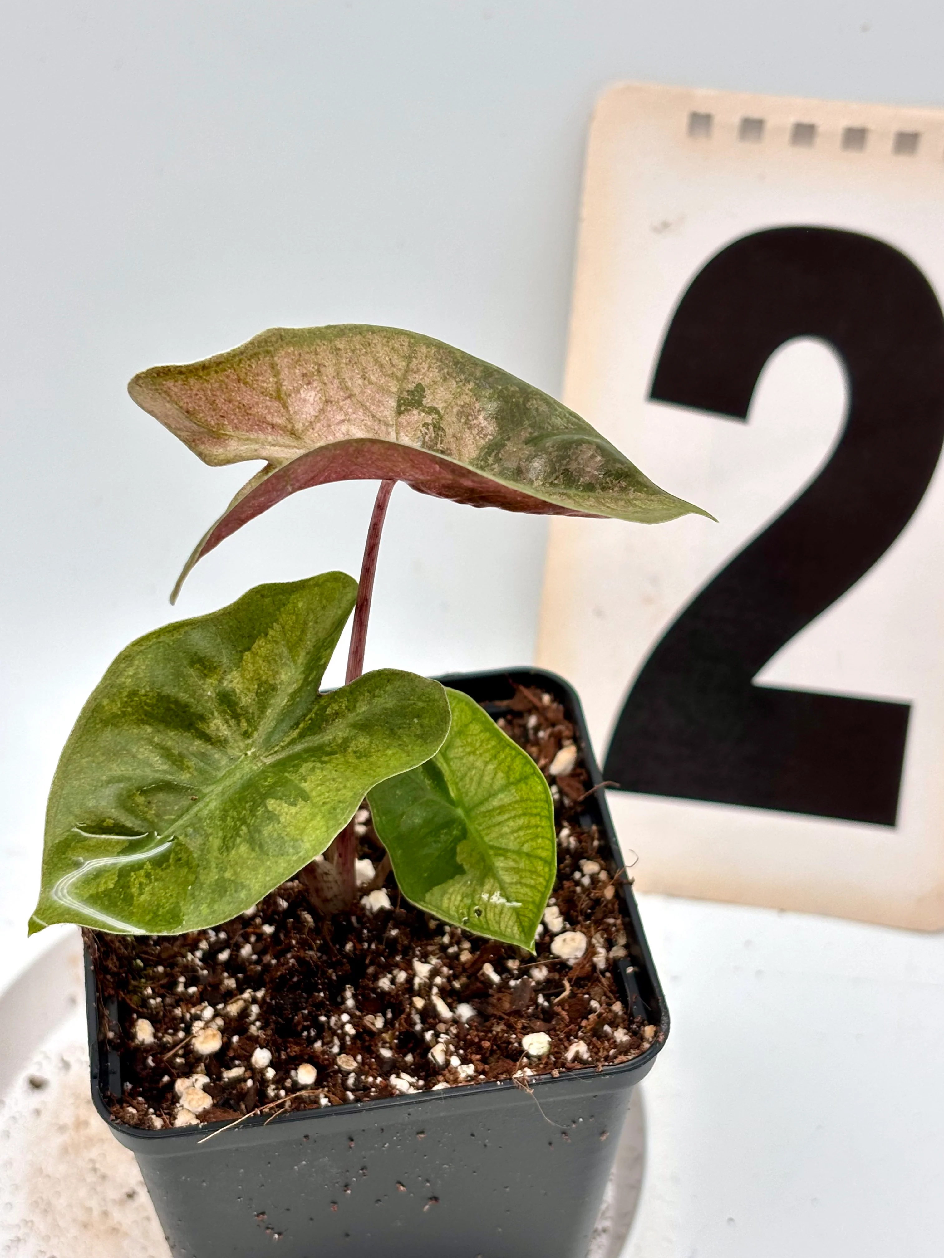 Alocasia Pseudo Sanderiana Pink Variegata - Image 5