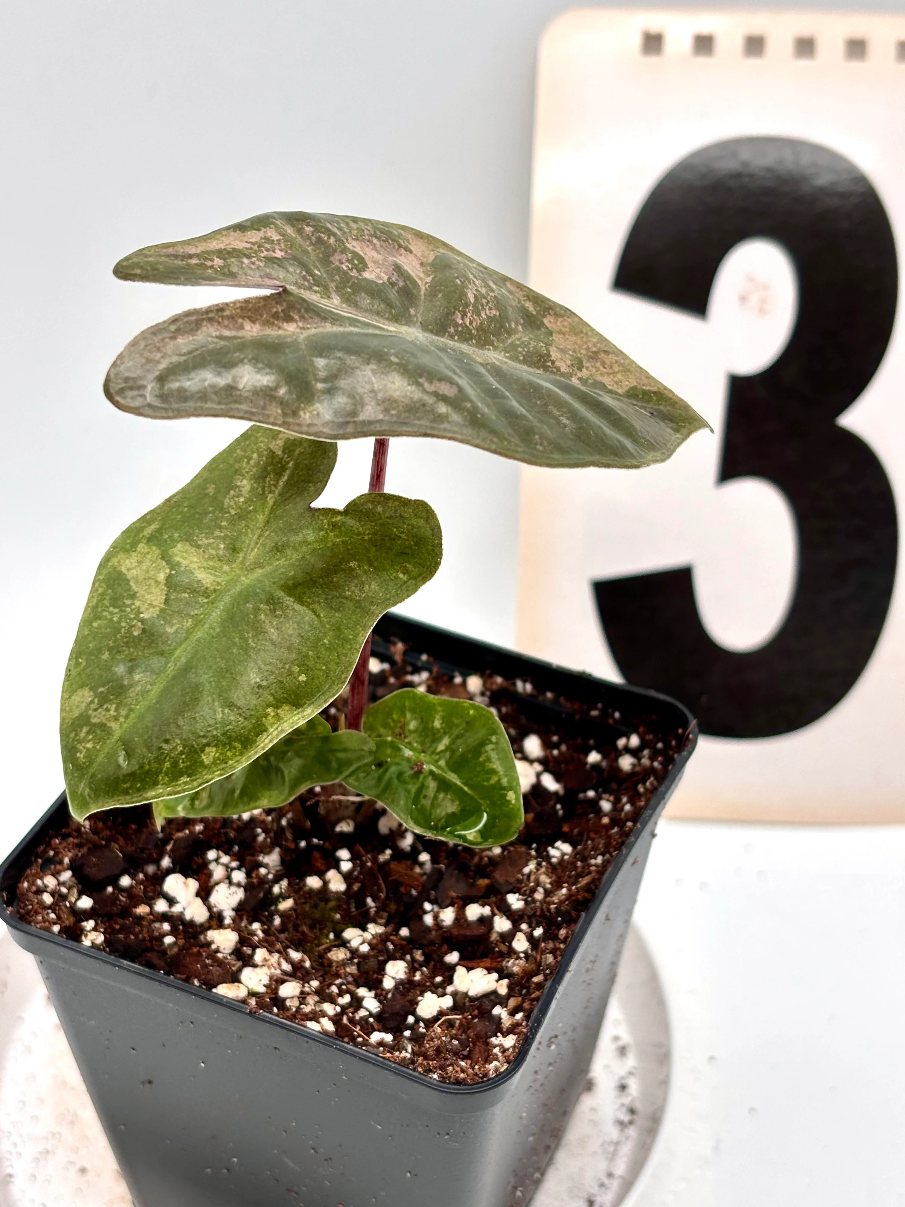 Alocasia Pseudo Sanderiana Pink Variegata - Image 6