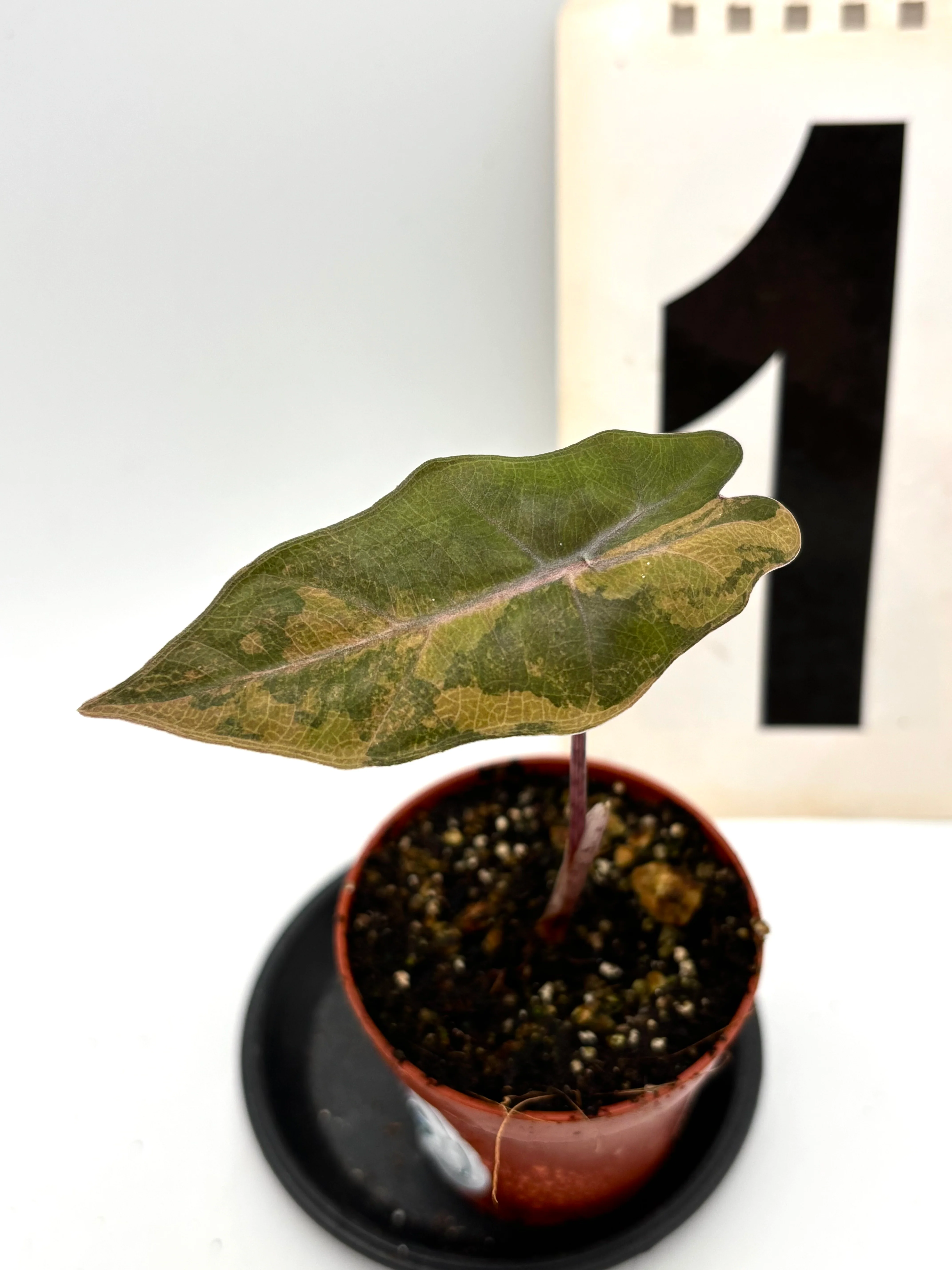 Alocasia Pseudo Sanderiana Variegata