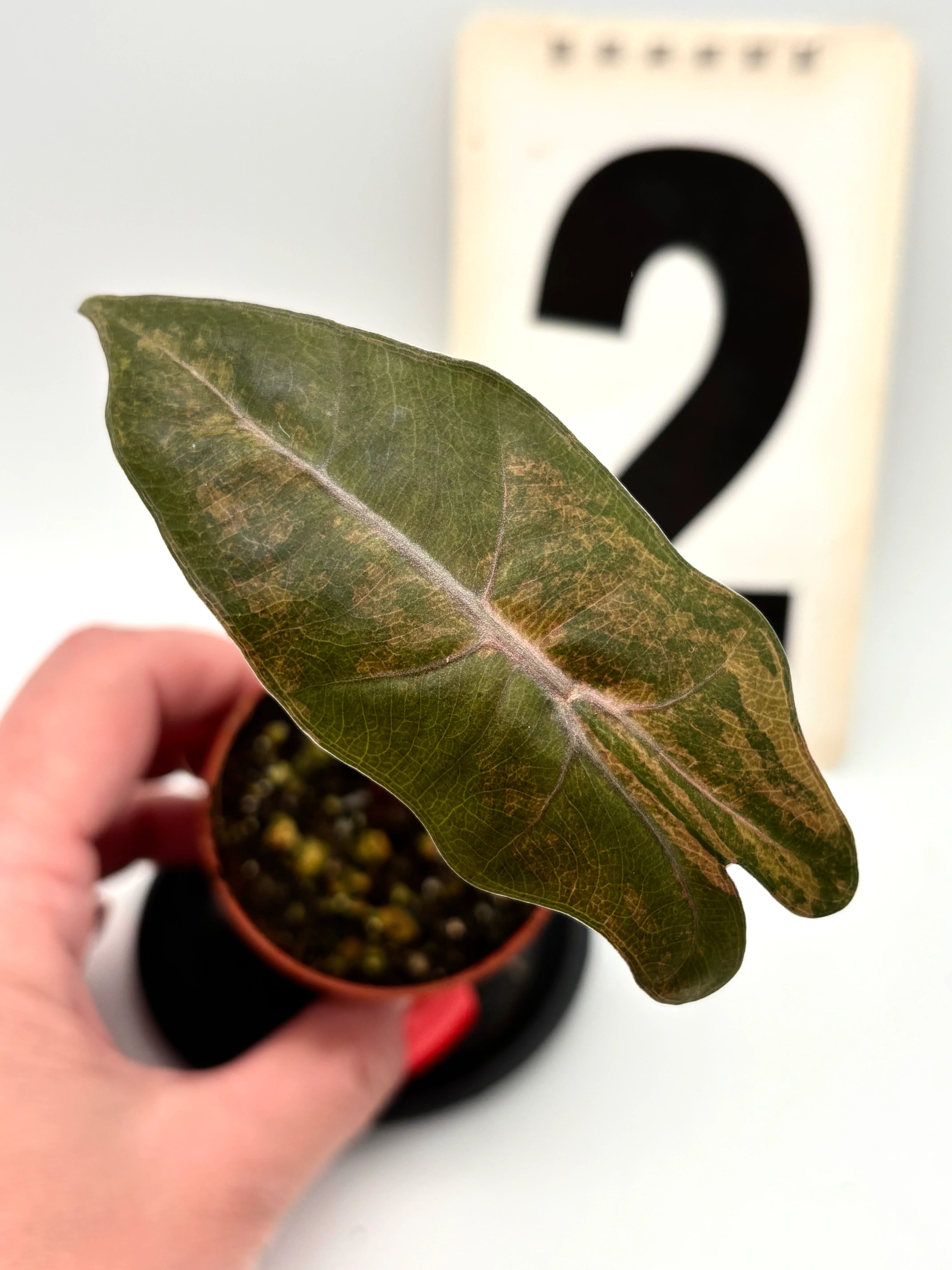 Alocasia Pseudo Sanderiana Variegata - Image 2