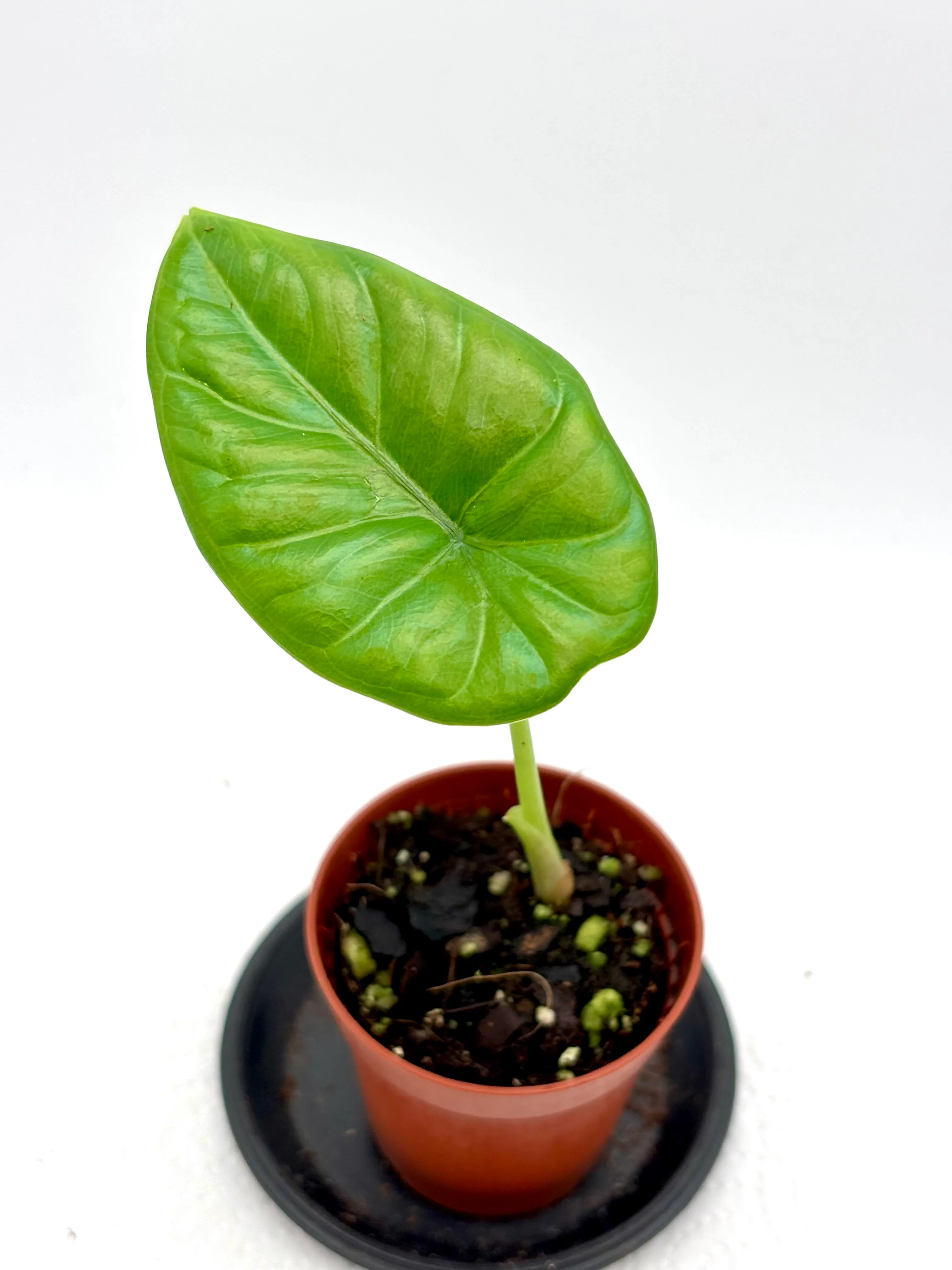 Alocasia Puncak Borneensis