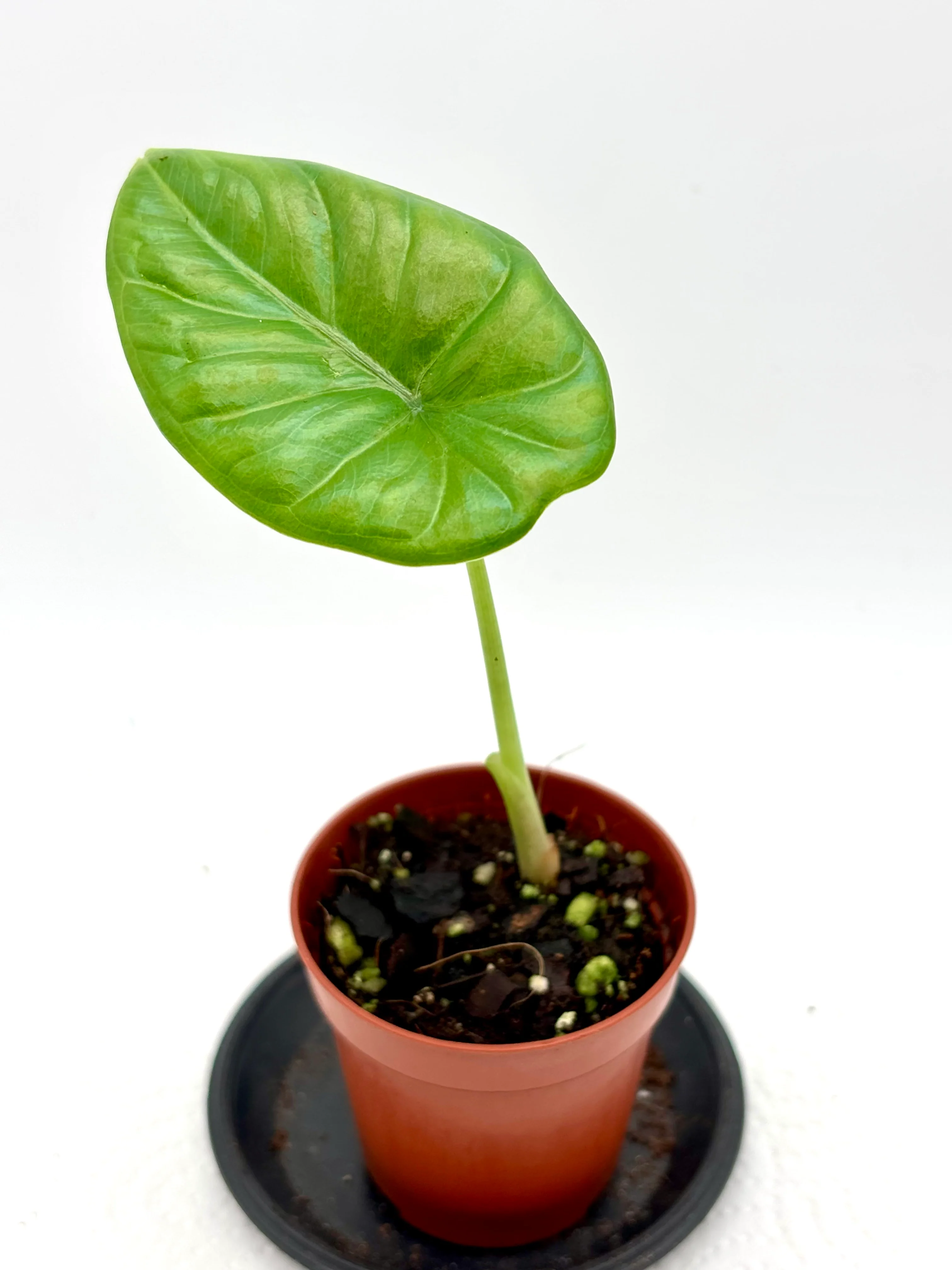 Alocasia Puncak Borneensis - Image 2