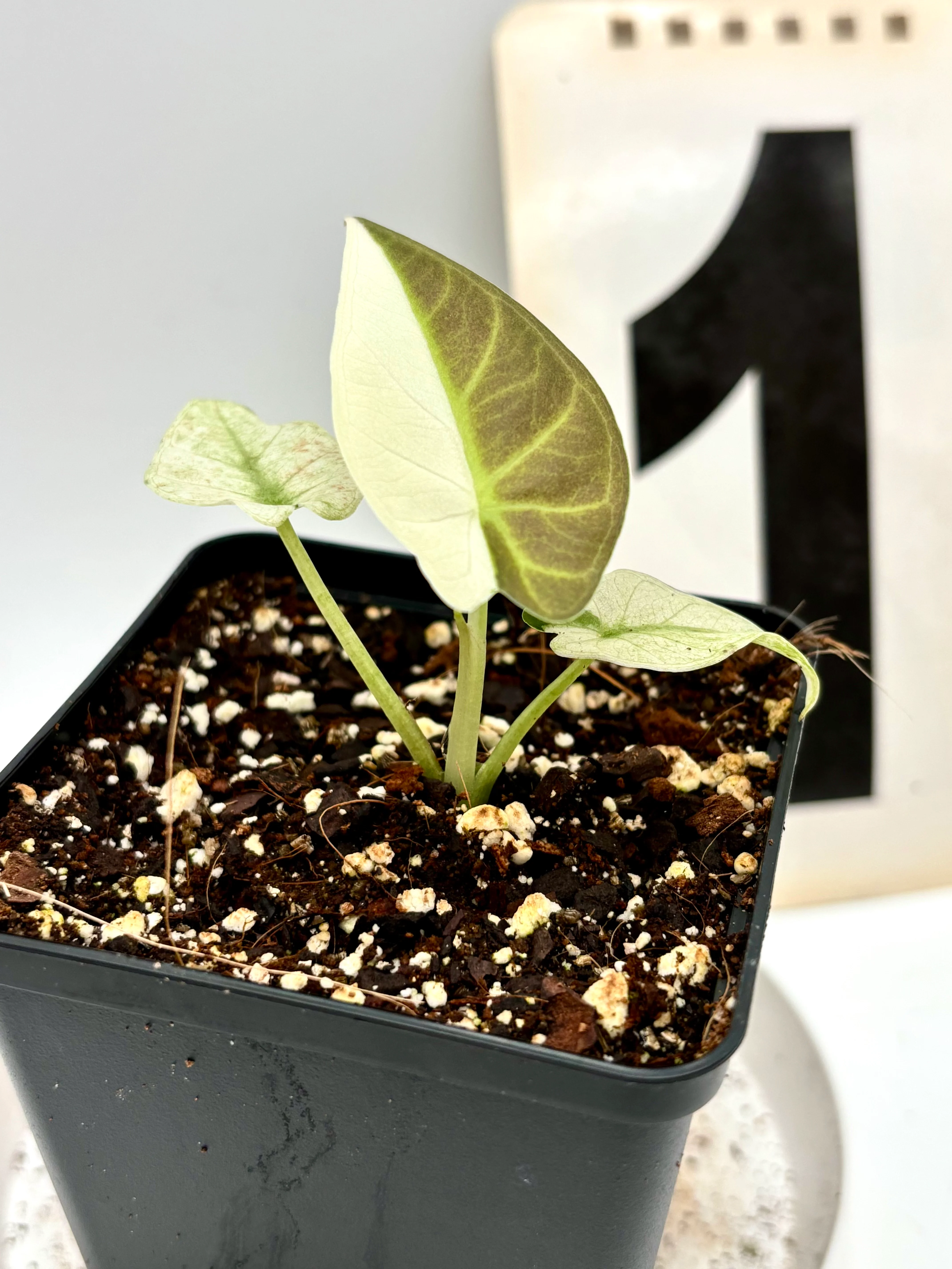 Alocasia Regal Shield Albo Variegata - Image 2