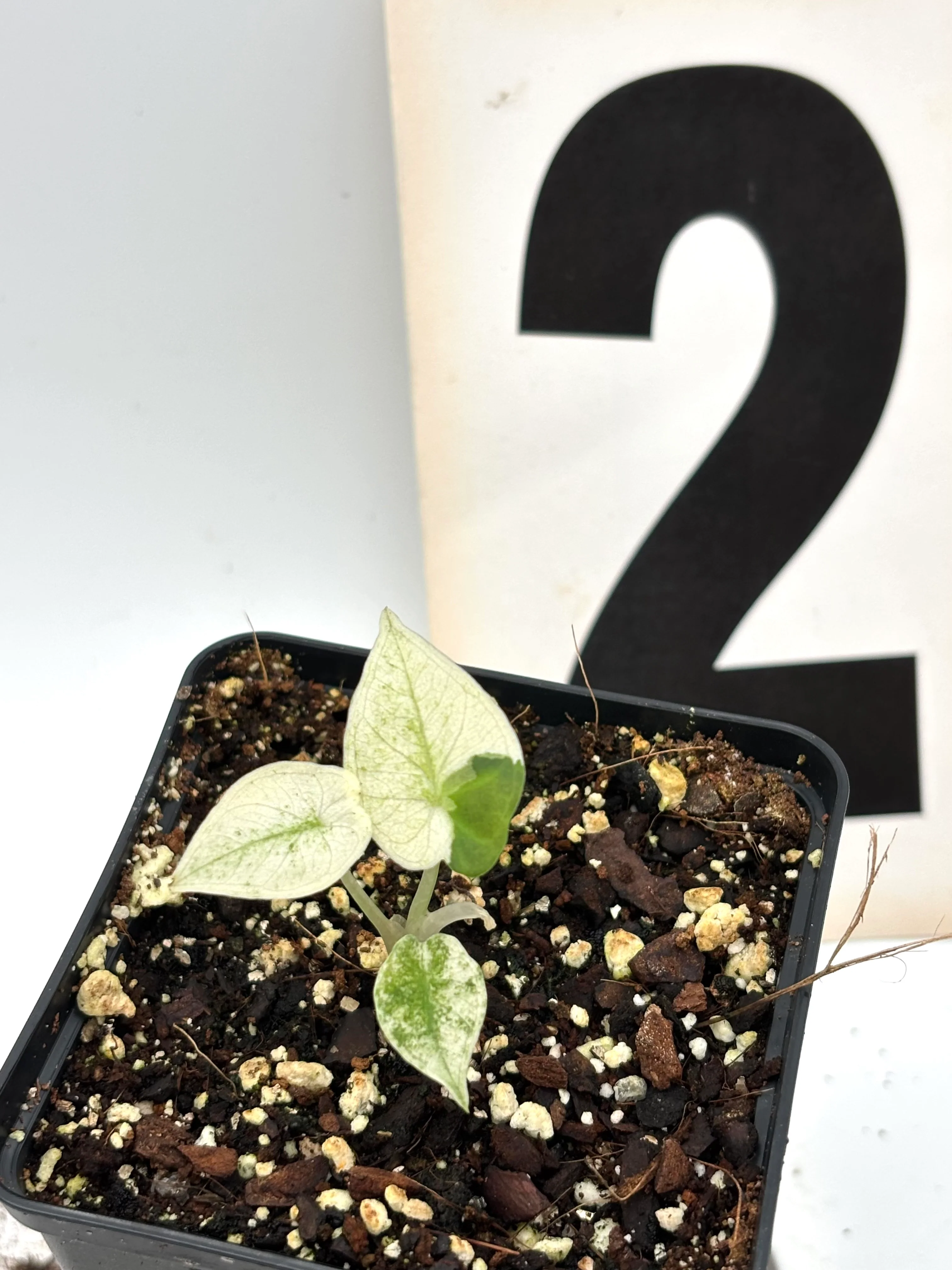 Alocasia Regal Shield Albo Variegata - Image 3